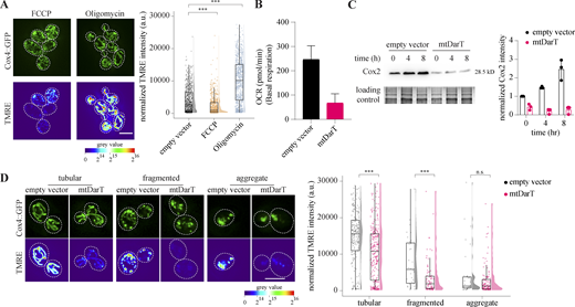 mtDNA damage results in mitochondrial dysfunction. (A) Representative images of cells expressing Cox4::GFP stained with TMRE after treatment with FCCP (2 μM) for 20 min or Oligomycin (0.5 μg/ml) for 4 h (left panel). Total TMRE intensity normalized to cell area is plotted; n > 650 pooled from three biological replicates for FCCP and Oligomycin and two biological replicates for empty vector (right panel). (B) Oxygen consumption rate (OCR) estimated using Seahorse assay after 4 h of induction. Mean and SD is plotted from three biological replicates. (C) Cox2 Western blot with quantification from three biological replicates, normalized to empty vector at t = 0; error bars: SD. (D) Representative images of cells expressing Cox4::GFP stained with TMRE after 4 h of induction with 100 nM β-estradiol. Examples show cells from three different morphological categories for both empty vector and mtDarT (left panel). Total TMRE intensity normalized to cell area is plotted for cells with three mitochondrial morphologies, after 4 h of induction (for empty vector, n = 215 for tubular, n = 35 for fragmented, n = 30 aggregate; for mtDarT, n = 258 for tubular, n = 79 for fragmented, n = 118 for aggregate; right panel). Cells were pooled from three biological replicates. Statistical significance in A and D was calculated using Mann–Whitney U test. Source data are available for this figure: SourceData FS4. Refer to the image caption for details.