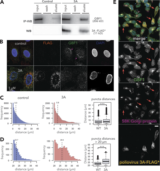 Poliovirus nonstructural protein 3A induces a vi-hypomorph of GBF1. (A) Poliovirus 3A physically interacts with GBF1. HeLa cells were transfected with FLAG* tagged poliovirus 3A or an empty control plasmid for 24 h. Equal amounts of lysates were prepared, and immunoaffinity enriched proteins bound to 3A-FLAG* protein. Affinity captured proteins were eluted and resolved on SDS-PAGE along with 1% of the total input lysate and the final wash. Resolved proteins were transferred to a PVDF membrane and immunoblotted using anti-GBF1 (top panel) and anti-FLAG (bottom panel) antibodies. This experiment was performed in triplicate. (B) Poliovirus 3A disperses GBF1 away from its perinuclear localization. HeLa cells transfected with FLAG* tagged poliovirus 3A, or an empty control plasmid were fixed, stained with fluorescently labeled antibodies against FLAG and GBF1, and imaged by wide-field fluorescence microscopy. (C and D) Images of GBF1 were analyzed and the distances of each GBF1 punctum to the nearest nucleus was determined and plotted across all distances (C) and those between 20 and 40 µM (D) for 42 control cells and 13 cells transfected with 3A-FLAG*. The corresponding box plots show statistically significant differences in GBF1 distribution between the two samples with *** representing a P value < 0.0001. (E) Poliovirus 3A induces fragmentation of the Golgi. HeLa cells were transfected with FLAG* tagged poliovirus 3A, and after 24 h fixed, stained with fluorescently labeled antibodies against FLAG (Red), GBF1 (green) and a Golgi marker protein 58 k (magenta). The nucleus was visualized by DAPI (cyan). Poliovirus 3A-FLAG* expressing cells are highlighted with arrows. Bar, 10 µm. Source data are available for this figure: SourceData F3.