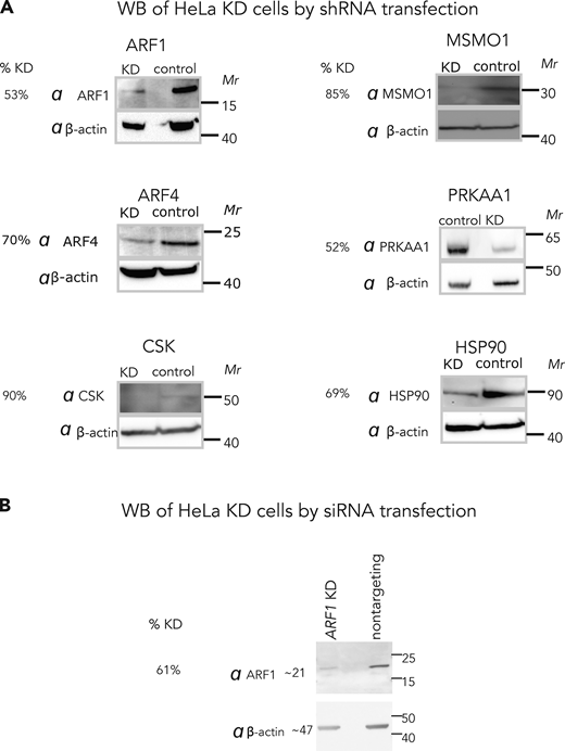 Validation of shRNA and siRNA-mediated knockdown of genes. (A) Four druggable putative synthetic lethal partners of GBF1: ARF1, PRKAA1, CSK, and HSP90; a putative GBF1 suppressor, ARF4; and a gene showing no GCA-induced chemogenomic interactions with GBF1, MSMO1, were silenced in HeLa cells via shRNA-mediated lentivirus transductions and selected on puromycin for 72 h. Cell pellets from each knockdown cell-line were collected, lysed, and the total protein concentrations were measured using a bicinchoninic acid assay. Equal amounts of total protein from the control and knockdown cells were resolved by SDS-PAGE, transferred to PVDF and probed with the indicated antibodies. (B) For experiments with siRNA, HeLa cells were transiently transfected with siRNAs targeting ARF1 and a nontargeting control. After 48 h post-transfection, the control and KD cells were harvested and replated for IF imaging experiment (Fig. 4, D–F, main text). Cell pellets were collected and used for WB analysis as described above. β-actin was used as a loading control. Protein depletion relative to the respective loading control was calculated using ImageJ software and the resulting percent knockdown efficiencies (% KD) are reported. Source data are available for this figure: SourceData FS2.