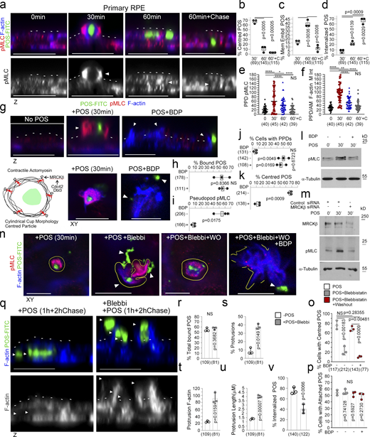 MRCKβ regulates actomyosin dynamics to control POS wrapping in the RPE. (a–f) Time course of POS-induced cup maturation, closure, and POS internalization reveals myosin motor activation and corresponding F-actin enrichment peaks with membrane cups wrapping around POS. (g–m) POS adhesion to porcine primary RPE cells after 30 min of incubation results in mature cups wrapping around POS that are enriched with pMLC, whilst MRCKβ inhibition prevents myosin activation and cup remodeling around POS. (n–p) Inhibition of myosin-II motor activity using blebbistatin results in similar membrane remodeling and POS centering defects to MRCKβ inhibition that is reversed within 2 h following blebbistatin washout when MRCKβ is active. (q–v) Binding of POS to blebbistatin treated cells results in pseudopod overgrowth and inhibition of POS internalization. Protein staining was quantified as mean intensity. Scale bars represent 10 μm, unless highlighted otherwise. All white dashes highlight the apical F-actin cortex. White arrowheads highlight F-actin-rich protrusions and/or POS position. PPD, pseudopod; BDP, BDP5290 MRCK inhibitor; Mem Embd, membrane embedded; AM, apical membrane; M Int, mean intensity. All quantifications are based on n = 3 independent experiments. Shown are the data points, means ±1SD, the total number of cells analyzed for each type of sample across all experiments, and P values derived from t-tests, except for e and f scatter plots where the median and upper and lower quartiles are highlighted, and n values represent number of cells collected from three independent experiments and significance based on an ANOVA test (****, P < 0.0001; **, P < 0.006; *, P < 0.03). Source data are available for this figure: SourceData F3.