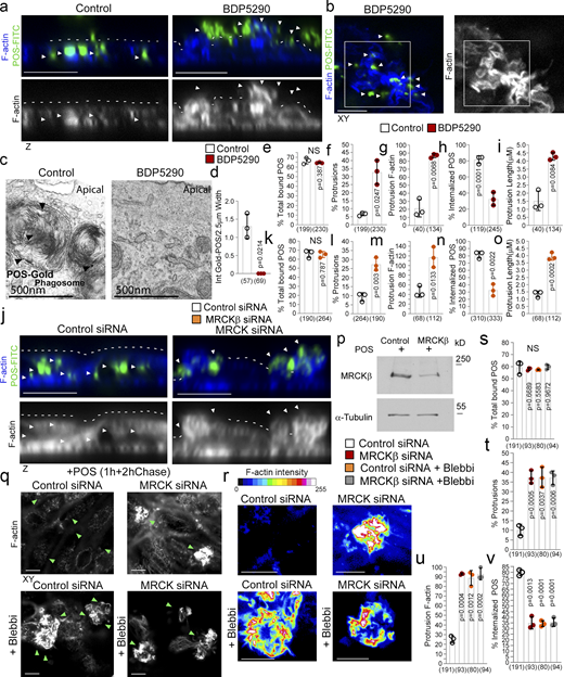 MRCKβ and myosin-II control cup morphogenesis and POS internalization. (a–i) Inhibition of MRCKβ activity in primary porcine RPE cultures results in defective POS-induced apical membrane remodeling with stalled F-actin–based protrusions and inhibited phagocytosis as determined by confocal z-sections of porcine primary RPE cells stained with Atto647-Phalloidin; POS were labeled with FITC. White dashes highlight apical membrane and arrowheads internalized POS (left panels) or extracellular POS (right panels). TEM of primary porcine RPE cells using Gold-labeled POS confirmed MRCK kinase inhibition using BDP5290 results in an inhibition of phagocytosis. (j–p) Knockdown of MRCKβ resulted in similar defects in cup morphogenesis and phagocytosis. (q–v) Inhibition of myosin-II motor activity in MRCKβ-depleted cells results in identical defects in cup morphogenesis and phagocytosis, confirming that both defects are due to a single pathway. Note, heat maps signify F-actin intensity, white and green arrowheads highlight the position of POS, and all scale bars represent 10 μm. The quantifications in d–h are based on n = 3 independent experiments and show data points, means ±1SD (top of bar), and the total number of cells. P values were derived from t tests. Source data are available for this figure: SourceData F4.