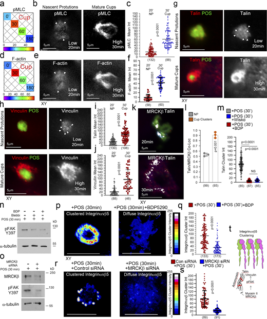 MRCKβ regulates mechanotransduction. (a) Heat map of POS-RPE incubation time course (data extracted from Fig. 3, e and f). Note, both pMLC and F-actin labeling peak at cup formation. (b–f) Both F-actin and pMLC staining are weak during the induction of nascent protrusions (highlighted by white arrowheads) and increase sharply during cup formation and morphogenesis. (g–j) Confocal microscopy analysis of primary RPE treated with POS-FITC revealed recruitment of mechanosensors talin and vinculin at maturing cups concomitant with robust actin polymerization and increased actomyosin contractility. White arrowheads highlight weak localization of proteins at nascent protrusions. Values were calculated by subtracting mean staining intensity of the apical membrane that is not attached to POS in the same population. (k and l) MRCKβ colocalizes with mechanosensory talin in maturing cups, in clusters. (m) Use of wiskostatin and BDP inhibitors block clustering of mechanosensory talin. (n and o) Inhibition of actomyosin contractility, during cup maturation, by inhibiting myosin-II motor activity using blebbistatin, or MRCKβ kinase activity using BDP, or siRNA knockdown of MRCKβ inhibits FAK phosphorylation. (p–s) Inhibition of MRCK-driven actomyosin contractility using BDP or siRNA knockdown of MRCKβ inhibits clustering of αvβ5 integrin at cups. Note, αvβ5 integrin appears diffuse at cups along with loss of cup morphology and POS centering. Protein staining was quantified as mean intensity (int). (t) Schematic diagram illustrating the dual function of MRCKβ driven contractility that limits actin polymerization to control maturation of protrusions into cups, whist activating FAK to drive molecular clutch assembly. Scale bars represent 10 μm, unless highlighted otherwise. Shown are scatter plots where the median and upper and lower quartiles are highlighted, n represents the total number of cells analyzed for each type of sample across all experiments, and P values derived from t tests except for m where P values are derived from ANOVA tests. In the bar graph (l). shown are the data points and means ±1SD. P values were derived from t tests. Source data are available for this figure: SourceData F6.