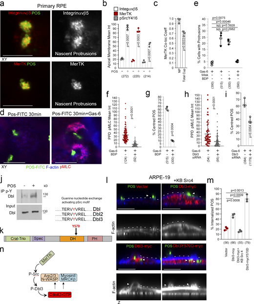 MerTK stimulates Dbl3-activated actomyosin dynamics. (a and b) Integrin αvβ5, MerTK tyrosine kinase receptor, and its effector Src are enriched at POS-induced nascent protrusions in primary porcine RPE cells. (c) Similar to integrin αvβ5, MerTK strongly colocalizes with POS at nascent protrusions. (d–g) Stimulating primary porcine RPE cells with POS in serum-deprived conditions does not strongly induce protrusions unless the ligand for MerTK, Gas-6, is added. Gas-6 promotes MRCK-dependent pMLC activity at cups and POS centering. (h and i) Dbl3 signaling is required for POS–Gas-6 stimulated pMLC activity at cups and POS centering. (j) Immunoblot showing immunoprecipitation (IP) of Dbl by anti-phosphotyrosine antibody following POS stimulation of primary porcine RPE cells. (k) Schematic illustration of a predicted Src/tyrosine phosphorylation motif in the Dbl3 DH domain. (l and m) Exogenous expression of Dbl3-myc wild type in the presence of a c-Src inhibitor blocks protrusion induction and POS engulfment in ARPE-19 cells, whereas Dbl3Y570D-myc stimulates increased POS internalization. Arrowheads in F-actin images highlight protrusion and cup induction by Dbl3-myc. (n) Schematic illustration of proposed model in which phosphorylation of Dbl3 following MerTK stimulation of Src activates Cdc42 signaling. PH, pleckstrin homology. Scale bars represent 10 μm. All quantifications presented as bar plots are based on n = 3 independent experiments and show the data points, means ±1SD, whereas in f and h column scatter plots from three independent experiments highlight the median and upper and lower quartiles. n = the total number of cells analyzed for each type of sample across all experiments, and P values derived from t tests. Source data are available for this figure: SourceData F8.
