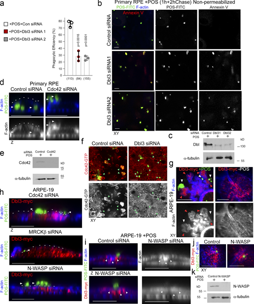 Cdc42 drives protrusion induction and cup maturation. (a–c) Confocal xy scanning analysis of Dbl3-depleted cells using two distinct Dbl3 siRNAs in primary porcine RPE cultures treated with POS-FITC for 1 h followed by 2 h chase. Cells were fixed and not permeabilized to detect external bound POS using anti-Annexin 5 antibody, in addition to total POS-FITC. (d and e) siRNA-mediated knockdown of Cdc42 in primary porcine RPE cultures treated with POS-FITC for 1 h followed by 2 h chase inhibits phagocytosis as determined by confocal z-section analysis of porcine primary RPE cells. White arrowheads highlight the position of POS, and white dashed lines highlight the apical F-actin cortex. (f) Active Cdc42-GTP at nascent protrusions is inhibited by siRNA-mediated knockdown of Dbl3. Note, green arrowheads highlight POS-membrane bound sites. (g) Confocal xy scanning analysis of ARPE-19 cells expressing Dbl3-myc with or without POS stimulation. Note, POS adhesion stimulates Dbl3-driven actin-rich cup formation but Dbl3-myc exogenous expression only does not stimulate cups. White arrowheads indicate cups attached to POS. Red arrowheads highlight Dbl3-myc localization at cup tips. (h) Confocal z-scanning analysis showing effects of siRNA-mediated knockdown of Cdc42 and its effectors in Dbl3-myc expressing ARPE-19 cells. Note, knockdown of Cdc42 signaling in Dbl3-myc–driven phagocytosis results in an inhibition of phagocytosis. White arrowheads highlight the position of POS, and white dashed lines highlight the apical F-actin cortex. (i–k) Confocal xy and z sections of ARPE-19 cells with N-WASP knockdown expressing Dbl3-myc and stimulated with POS-FITC for 30 min reveals cells require N-WASP for F-actin polymerization during protrusion induction. White arrowheads highlight loss of Dbl3-myc induced F-actin staining revealed by z-section analysis at sites of POS attachment following N-WASP siRNA-mediated knockdown. Analyzes in a is based on n = 3 independent experiments. Source data are available for this figure: SourceData FS1. Refer to the image caption for details.