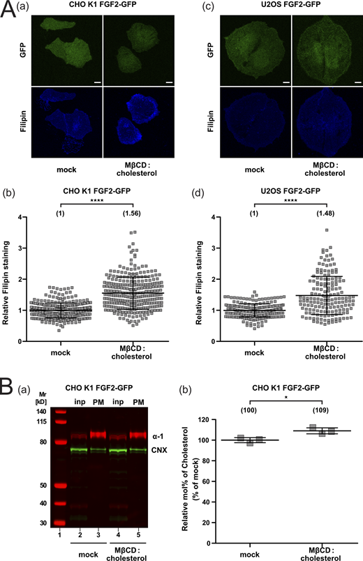 Quantification of cellular cholesterol levels using filipin imaging and mass spectrometry after cholesterol enrichment. (A) Cholesterol enrichment quantification by means of Filipin staining. Stable CHO K1 (subpanels a and b) and U2OS (subpanels c and d) cell lines were treated with Cholesterol:Methyl-β-Cyclodextrin (1:10 M ratio) complexes for 1 h in culture conditions. Cells were stained with filipin to visualize cholesterol using confocal microscopy. For each condition, both GFP and filipin fluorescence are shown (subpanels a and c; Scale bar = 6 μm). Confocal images were analyzed using ImageJ with the quantification of cholesterol levels for CHO K1 and U2OS for all conditions shown in subpanel b and d, respectively. The mean intensity values of the filipin signal detected per cell for each condition are shown in brackets, with the mock condition set to 1. Data are shown as mean ± SD (n = 4). The statistical analysis was based on a t test (****P ≤ 0.0001). (B) Cholesterol enrichment in CHO K1 plasma membrane fractions quantified via mass spectrometry. Membrane fractions were validated for membrane enrichment and ER contamination via Western blot (subpanel a). Input and membrane fractions were blotted against a plasma membrane marker (the α-1 subunit of the Na,K-ATPase) and an ER marker (calnexin). For details, see Materials and methods. For lipidic mass spectrometry, ratios of cholesterol to PC were determined for the different conditions indicated with the mock condition set to 1 (subpanel b). Data are shown as mean ± SD (n = 3). The statistical analysis was based on a two-tailed unpaired t test (*P ≤ 0.05). Data distribution was assumed to be normal, but this was not formally tested. Source data are available for this figure: SourceData FS4.