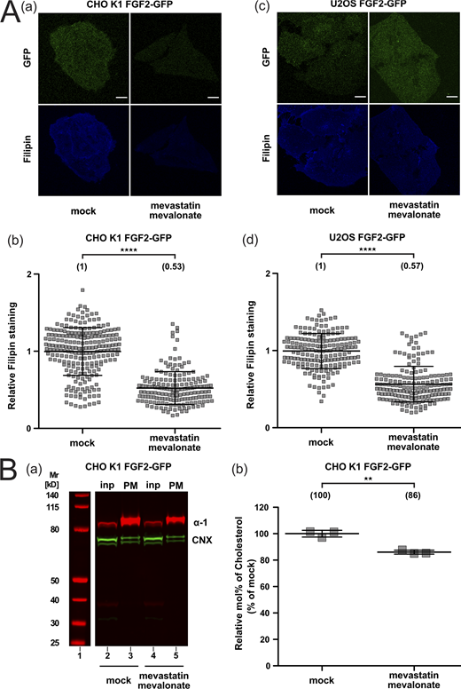 Quantification of cellular cholesterol levels using filipin imaging and mass spectrometry after cholesterol depletion. (A) Cholesterol depletion quantification by means of Filipin staining. Stable CHO K1 (subpanels a and b) and U2OS (subpanels c and d) cell lines were treated for 24 h with 5 μM mevastatin and 50 μM mevalonate in the presence of de-lipidized serum. Cells were stained with filipin to visualize cholesterol using confocal microscopy. For each condition, both GFP and filipin fluorescence are shown (subpanels a and c; scale bar = 6 μm). Confocal images were analyzed using ImageJ with the quantification of cholesterol levels for CHO K1 and U2OS for all conditions shown in subpanel b and d, respectively. The mean intensity values of the filipin signal detected per cell for each condition are shown in brackets, with the mock condition set to 1. Data are shown as mean ± SD (n = 4). The statistical analysis was based on a t test (****P ≤ 0.0001). (B) Cholesterol depletion in CHO K1 plasma membrane fractions quantified via mass spectrometry. Membrane fractions were validated for membrane enrichment and ER contamination via Western blot (subpanel a). Input and membrane fractions were blotted against a plasma membrane marker (the α-1 subunit of the Na,K-ATPase) and an ER marker (calnexin). For details, see Materials and methods. For lipidic mass spectrometry, ratios of cholesterol to PC were determined for the different conditions indicated with the mock condition set to 1. Data are shown as mean ± SD (n = 3). The statistical analysis was based on a two-tailed unpaired t test (**P ≤ 0.01). Data distribution was assumed to be normal, but this was not formally tested. Source data are available for this figure: SourceData FS5.