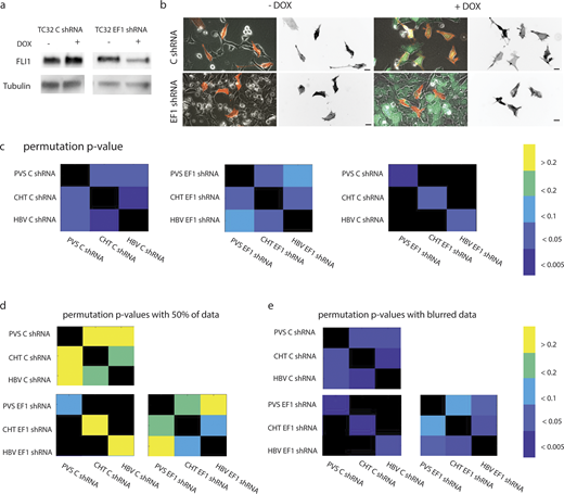 Knockdown of EF1 causes variable changes in morphologies as a function of tissue microenvironment. (a) Western blot shows efficient knockdown of EWS-FLI1 in cell culture conditions upon 72 h addition of doxycycline (DOX). (b) Images of TC32 cells expressing C shRNA or EF1 shRNA with or without addition of DOX in cell culture. A subset of cells express F-Tractin mRuby2 (red on left, gray on right), while all cells express the doxycycline-inducible cytoplasmic GFP (green), allowing for mosaic cell labeling. Mild changes in actin organization are observed with expression of EF1 shRNA. However, no clear distinctions in cell morphology are seen. (c) Similarity matrix based on pairwise permutation test of Tukey depth median of first two PCs shows distinct differences in cell states between all three tissue microenvironments in TC32 C shRNA (left). Upon loss of EF1, cell states in all three regions change significantly (right), and enviromentally dependent differences become less distinct (middle), suggesting expression of EF1 enables tissue-specific specialization of cells. (d and e) Loss of 50% of data (d), but not simulations of reduced axial resolution by Gaussian blurring in the z-dimension (σ = 3 pixels; e), leads to loss of distinction between experimental groups, as visualized by similarity matrix based on pairwise permutation tests. Source data are available for this figure: SourceData FS5. Refer to the image caption for details.