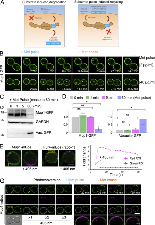 Substrate-induced transporter recycling. (A) Cartoon of substrate-induced degradation (left) and recycling (right) of Mup1 triggered by modulation of extracellular methionine. (B) Time-lapse Airyscan microscopy of cells expressing Mup1-GFP before and after 2-min methionine (2 µg/ml, upper and 40 µg/ml, lower) pulse-chase incubations. (C) Cells expressing Mup1-GFP were incubated with 20 µg/ml methionine for 0, 1, 5, and 60 min followed by three times washes and further incubation in SC-Met up to 60 min before lysates were generated and immunoblotted. (D) Quantification of average intensity of Mup1-GFP (left) and vacuolar processed GFP (right) from methionine pulse-chase experiments from C. *, P < 0.01. (E and F) Yellow regions from cells expressing Mup1-mEos and Fur4-mEos were exposed to 405-nm laser at 0.5% to photoconvert molecules (left) and mEOS fluorescence-tracked over time before (right). (G) Time-lapse microscopy of cells expressing Mup1-mEOS following three times pulse with 0.1% 405-nm laser followed by substrate-induced recycling stimulated by 2 µg/ml methionine for 30 s. Scale bar, 5 µm (white); 1 µm (yellow). Source data are available for this figure: SourceData F2.