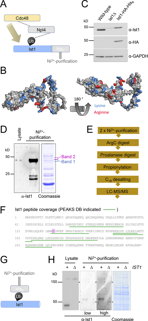 Ist1 is ubiquitinated in vivo. (A) Simplified representation of known interactions (dotted lines) between Cdc48, Npl4, and ubiquitin (Ub). We hypothesize this Npl4-Cdc48 enzyme module functionally connects with Ist1 via Ist1 ubiquitination. (B) Alphafold structural model of yeast Ist1 with lysine (blue) and arginine (red) residues indicated. (C) Immunoblot of lysates from WT, ist1∆, and Ist1-HA-His6 strains using ⍺-Ist1, ⍺-HA, and ⍺-GAPDH antibodies. (D) Whole cell lysates were generated from cells expressing Ist1-HA-His6 and run on the same SDS-PAGE gel as 0.5% of the purified elution from 2 liters culture followed by immunoblotting using ⍺-Ist1 antibodies (left). A separate gel with 10% of purified sample was stained with Coomassie (right) and the bands excised for MS-based identification indicated. (E) Flow diagram depicting sequence of sample preparation for MS analysis of Ist1 targeted at identifying ubiquitinated peptides. (F) Ist1 amino acid sequence annotated with identified peptides (green) and potentially ubiquitinated lysine residue (pink) shown from PEAKS analysis. (G) Simplified schematic of Ni2+-NTA purification of the ubiquitome to test is Ist1 is ubiquitinated. (H) Immunoblot using ⍺-Ist1 antibodies of lysates generated from His6-ubiquitin with (+) or lacking (∆) IST1 (left). 2 liters from each of these cells was purified via Ni2+-NTA twice and analyzed by immunoblot and levels indicated by Coomassie staining of SDS-PAGE gels (right). Source data are available for this figure: SourceData F6.