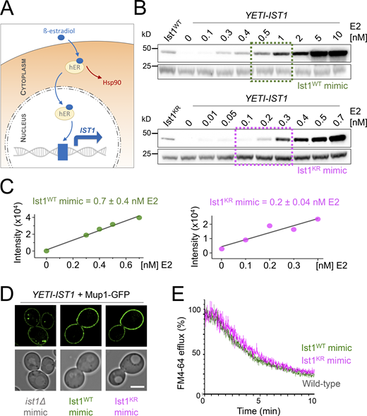 Reduced levels of ubiquitinatable Ist1 are sufficient for recycling. (A) Schematic showing YETI system to regulate levels of IST1 expression. (B and C) Immunoblot depicting Ist1 levels from YETI-IST1 cells exposed to indicated β-estradiol titrations with concentrations used to mimic Ist1WT (green) and Ist1KR (pink) levels estimated with SD (n = 3) shown. (D) Airyscan microscopy of Mup1-GFP expressed in YETI-IST1 cells exposed to β-estradiol concentrations required to mimic ist1∆, Ist1WT, and Ist1KR levels for 6 h prior to imaging. (E) FM4-64 efflux measurements from WT cells and YETI-IST1 cells exposed to β-estradiol to mimic Ist1WT and Ist1KR levels prior to loading with dye for 8 min at RT. Scale bar, 5 μm. Source data are available for this figure: SourceData F8.