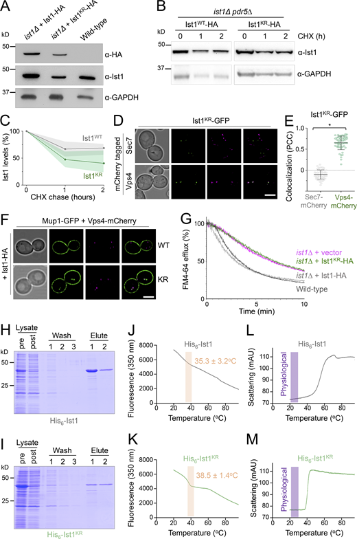 Lysine-less Ist1 is defective in endosomal recycling. (A) Immunoblot with indicated antibodies of lysates generated from ist1∆ cells transformed with plasmids expressing Ist1WT-HA or Ist1KR-HA from endogenous promoter, alongside WT cells. (B) Cycloheximide chase experiments using ist1∆ pdr5∆ cells expressing Ist1WT-HA or Ist1KR-HA. Cells grown to mid-log phase were then exposed to 25 mg/liter cycloheximide for the denoted time before harvesting and immunoblot with ⍺-Ist1 and ⍺-GAPDH antibodies. (C) Graph of Ist1 stability following cycloheximide chase at indicated times of Ist1WT (gray) and Ist1KR (green), with SD (n = 3) indicated with respective shaded regions. (D) Airyscan images of ist1∆ cells co-expressing Ist1KR-GFP and Sec7-mCherry (upper) or Vps4-mCherry (lower) grown to mid-log phase. (E) Associated jitter plots from D showing Pearson’s correlation coefficient. *, P < 0.0001 from unpaired t test, n = 56 cells per condition. (F) Airyscan microscopy of ist1∆ cells coexpressing Mup1-GFP, Vps4-mCherry with either Ist1WT-HA (upper) or Ist1KR-HA (lower). (G) FM4-64 efflux measurements from WT cells (dark gray) and ist1∆ mutants expressing plasmid borne copies of Ist1WT-HA (light gray), Ist1KR-HA (green) or transformed with an empty vector (pink). (H and I) Plasmids of His6-Ist1WT and His6-Ist1KR were expressed in BL21 DE3 codon optimized E. coli strain using 0.5 mM IPTG at 15°C overnight. Lysates were generated by sonication and bound to 600 μl Ni2+-NTA bed volume, followed by washing in 20 mM imidazole and elution in 500 mM imidazole. Samples were analyzed by SDS-PAGE followed by Coomassie staining, showing protein levels in lysate pre- and postbinding to beads, the material lost during washes, and the final eluted products. (J–M) Intrinsic fluorescence at 350 nm (J and K) and unfolding induced aggregation via scattering in milli-absorbance units (mAU; L and M) was measured by nanoDSF for purified His6-Ist1WT and His6-Ist1KR samples exposed to a 1°C/min heat ramp. Scale bar, 5 μm. Source data are available for this figure: SourceData F7.