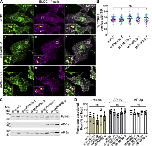Type II PtdIns4-kinases are required after BLOC-1 function in tubular transport to melanosomes. (A–D) BLOC-1−/− melan-pa (A and B) or melan-Ink4a (C and D) melanocytes were transduced with lentiviruses to express shNC, shPI4KIIα, or shPI4KIIβ for 7–9 d. (A) BLOC-1−/− cells were analyzed by IFM for TYRP1 (green; left and right panels), TfR to mark early endosomes (magenta, middle and right panels), and either PI4KIIα or PI4KIIβ (not shown); only cells with minimal PI4KIIα or PI4KIIβ signal are shown. Yellow arrowheads, TYRP1 overlapping with TfR. Boxed regions are magnified fivefold in the insets. Scale bars: main panels, 10 μm; insets, 2 μm. (B) Quantification of TYRP1 overlap with TfR from three independent experiments and analysis by ordinary one-way ANOVA. (C and D) Indicated melan-Ink4a cells were homogenized and fractionated to yield postnuclear membrane (M) and cytosolic (C) fractions. Identical cell equivalents of membrane and cytosolic fractions were fractionated by SDS-PAGE and analyzed by immunoblotting using antibodies to the indicated subunits of BLOC-1, AP-1, and AP-3. (C) Representative blots. Left, positions of molecular weight (MW) markers. (D) Quantification of the percentage (mean ± SD of 4 independent experiments) of each protein associated with the membrane fraction relative to the total cellular content. Analysis, ordinary one-way ANOVA. Source data are available for this figure: SourceData F5.