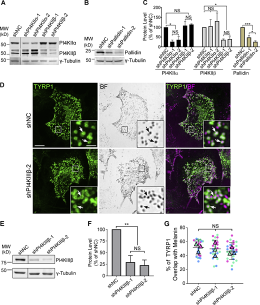 Target protein levels after 7–9d shRNA treatment and TYRP1 localization to melanosomes in cells depleted of PI4KIIIβ. WT melan-Ink4a melanocytes were transduced with lentiviruses expressing the indicated shRNAs to PI4KIIα, PI4KIIβ, PI4KIIIβ, or the Pallidin subunit of BLOC-1, or control non-coding shRNA (shNC) and selected for 8 d. (A, B, and E) Whole-cell lysates from cells treated with the indicated shRNAs were analyzed by SDS/PAGE and immunoblotting for PI4KIIα, PI4KIIβ, PI4KIIIβ, or Pallidin and for γ-Tubulin as a loading control. Positions of the 25 and 50 kD molecular weight (MW) markers (A and B) or the 75 and 50 kD MW markers (E) are indicated. Note that PI4KIIβ migrates as 2–3 distinct bands, all of which are depleted upon treatment with specific shRNA. (C and F) Quantification of band intensities (mean ± SD) for the indicated components normalized to γ-Tubulin from three independent experiments each, and analysis by one-way ANOVA with repeated measures. *, P < 0.05; **, P < 0.01; ***, P < 0.005. (D) Cells at 9 d post-infection with either of two distinct shRNAs to PI4KIIIβ were analyzed for endogenous TYRP1 by IFM (green, left and right panels) and for pigment granules by bright field microscopy (BF; middle panels and pseudocolored magenta in the merged images on the right). White arrows, examples of TYRP1 surrounding pigment granules; boxed regions are magnified fivefold in the insets. Scale bars: main panels, 10 μm; insets, 2 μm. (G) Quantification of TYRP1 overlap with melanosomes. Data from three independent experiments each were analyzed by ordinary one-way ANOVA. Source data are available for this figure: SourceData FS1.