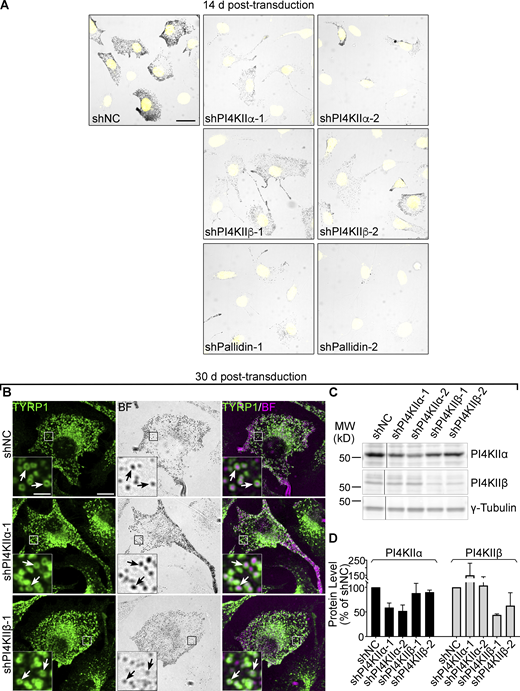 Pigmentation of cells after 14 d treatment with shRNAs to PI4KIIα, PI4KIIβ, or Pallidin, and TYRP1 localization to melanosomes following 30 d PI4KIIα or PI4KIIβ shRNA treatment. (A) WT melan-Ink4a melanocytes were transduced with lentiviruses expressing the indicated shRNAs to PI4KIIα, PI4KIIβ, PI4KIIIβ, or the Pallidin subunit of BLOC-1, or control non-coding shRNA (shNC) and selected for 14 d as in Fig. 1 F. Fixed cells were labeled with Hoechst 33342 dye and analyzed by fluorescence (for Hoechst; pseudocolored yellow) and bright field microscopy (for pigment). Shown are representative images documenting the pigmentation status of the cells. Scale bars, 20 μm. (B–D) WT melan-Ink4a melanocytes were transduced with the indicated shRNAs to PI4KIIα or PI4KIIβ and analyzed 30 d post-infection. (B) Cells were analyzed for endogenous TYRP1 by IFM (green, left and right panels) and for pigment granules by bright field microscopy (BF; middle panels and pseudocolored magenta in the merged images on the right). White arrows, examples of TYRP1 surrounding pigment granules; Boxed regions are magnified fivefold in the insets. Scale bars: main panels, 10 μm; insets, 2 μm. (C) Whole-cell lysates from cells treated with the indicated shRNAs were analyzed by SDS/PAGE and immunoblotting for PI4KIIα or PI4KIIβ and for γ-Tubulin as a loading control. Positions of the 25 and 50 kD molecular weight (MW) markers are indicated. Note that PI4KIIβ migrates as 2–3 distinct bands, all of which are depleted upon treatment with specific shRNA. (D) Quantification of band intensities (mean ± SD) for the indicated components normalized to γ-Tubulin from two independent experiments. Source data are available for this figure: SourceData FS2. Refer to the image caption for details.