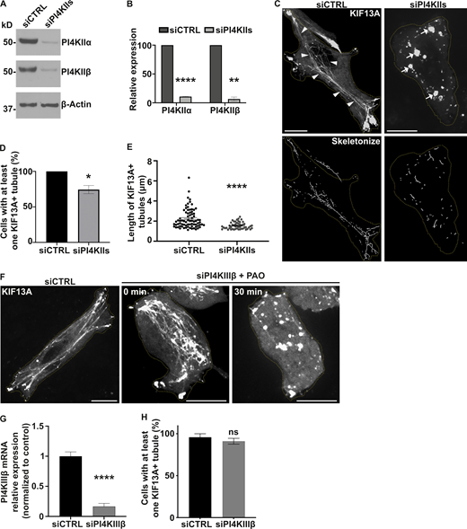 PI4KIIs are required for the formation and stabilization of recycling endosomal tubules. (A) Western blot of HeLa cell lysates treated with control (CTRL) or PI4KIIs (PI4KIIα and PI4KIIβ) siRNAs and probed for PI4KIIα (top), PI4KIIβ (middle), and β-Actin (loading control, bottom). (B) Protein expression levels of PI4KIIα and PI4KIIβ in siCTRL- or siPI4KIIs-treated cells normalized to β-Actin levels. (C) Live imaging frame (top) and associated binary images from “skeletonize” processing (bottom) of siCTRL- or siPI4KIIs-treated HeLa cells expressing KIF13A-YFP. Arrowheads, KIF13A+ RE tubules in siCTRL cells. Arrows, KIF13A+ vesicular structures in PI4KIIs-depleted cells. (D) Quantification of the average percentage of siCTRL or siPI4KIIs cells (n > 60) with at least one KIF13A-YFP+ tubule. (E) Quantification of the average length of KIF13A-YFP+ tubules (n > 50 cells) in siCTRL or siPI4KIIs cells. (F) Live imaging frame of KIF13A-YFP expressing siCTRL (left) or siPI4KIIIβ (middle and right) HeLa cells. Right panel shows siPI4KIIIβ-treated cells treated with PAO. (G) Quantification of the PI4KIIIβ mRNA expression levels in siCTRL or siPI4KIIIβ cells by quantitative RT-PCR analysis relative to GAPDH. (H) Quantification of the average percentage of siCTRL- or siPI4KIIIβ-treated cells (n > 60) with at least one KIF13A-YFP+ tubule. Cell periphery is delimited by yellow dashed lines. Data represent the average of at least three independent experiments and are presented as mean ± SEM. (B, D, E, G, and H): two-tailed unpaired t test; ns, not significant; *, P < 0.05; **, P < 0.01; ****, P < 0.0001. Scale bars: 10 μm. Source data are available for this figure: SourceData F3. Refer to the image caption for details.