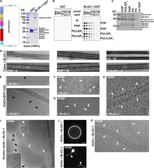 Figure S2. Refer to the image caption for details.
