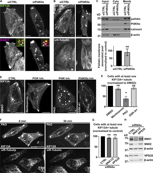 PI4KIIs enzymatic activity is required for the formation and stabilization of recycling endosomal tubules. (A) Live imaging frames of siCTRL- (left) or siPI4KIIs- (right) treated HeLa cells co-expressing KIF13A-YFP (top) and mCh-RAB11A (bottom). Note the tubular (arrowheads) or vesicular (arrows) KIF13+ structures in siCTRL- or siPI4KIIs-treated cells. Insets are magnifications of boxed areas showing KIF13A and RAB11A co-distribution. (B) Live imaging frame of siCTRL- (left) or siPI4KIIs- (right) treated HeLa cells expressing KIF13A-YFP (top) and incubated with siR-Tubulin probe (bottom) to visualize microtubules. (C) siCTRL- and siPI4KIIs-treated cells were homogenized and fractionated to yield post-nuclear membrane (Memb) and cytosolic (Cyto) fractions; input before fractionation is shown at left. Identical cell equivalents of the two fractions were analyzed by immunoblotting using antibodies to membrane-associated calnexin, cytosolic β-actin, PI4KIIα, and the pallidin subunit of BLOC-1. A representative blot is shown (top). Quantification (bottom) of the percentage of membrane-associated pallidin relative to the total cellular content and normalized to siCTRL as 100 (siPI4KIIs: 89.4 ± 22.4). (D) Live imaging frame of HeLa cells expressing KIF13A-YFP and treated for up to 30 min with DMSO vehicle (first panel), PI3K inhibitor wortmannin (10 µM, second panel), PI4K inhibitor PAO (300 nM, third panel), or PI4KIIIα inhibitor GSK-A1 (100 nM, fourth panel). (E) Quantification of the average percentage of treated cells as in D with at least one KIF13A-YFP+ tubule (n > 60 cells). (F) Time lapse images of HeLa cells expressing KIF13A-YFP (top) and treated with siR-Tubulin to visualize microtubules (bottom) before (0 min) and after (30 min) PAO (600 nM) addition. (G) Quantification of the average percentage of KIF13A-YFP+ HeLa cells treated with CTRL, SNX1 and SNX2 (SNX1/2), or VPS35 siRNAs with at least one KIF13A-YFP+ tubule (n > 30 cells). (H) Lysates of siRNA-treated HeLa cells as in G immunoblotted with antibodies to SNX1, SNX2, VPS35, or β-actin (loading control). Data represent the average of at least three independent experiments and are presented as mean ± SEM. (C, E, and G) Two-tailed unpaired t test; *, P < 0.05. ns, not significant. Scale bars: (main panels) 10 µm; (magnified inset) 2.5 µm. Source data are available for this figure: SourceData FS3.