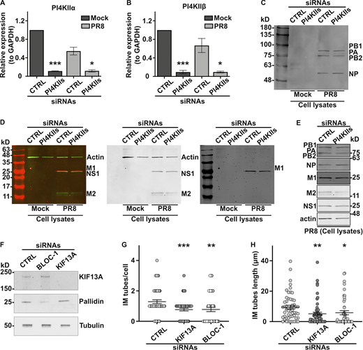 PI4KIIs, BLOC-1, and/or KIF13A expression is required for viral or bacterial infection. (A–D) A549 cells treated with control (CTRL) or PI4KIIs siRNAs for 48 h were mock-infected or infected 8 h with PR8 virus at MOI of 3. (A and B) mRNA expression levels of PI4KIIα or PI4KIIβ relative to GAPDH levels. (C and D) Immunoblot analyses of cells lysates show expression levels of viral proteins PB1 (86.5 kD), PB2 (85.7 kD), PA (84.2 kD), and NP (56.1 kD; C), or M1 (27.8 kD; red in left panel, black in right panel), NS1 (26.8 kD; green in left panel, black in middle panel), M2 (11 kD; green in left panel, black in middle panel), and actin as a loading control (42 kD; green in left panel, black in middle panel; D). (E) Immunoblots cropped from C and D showing viral protein expression in lysates of siCTRL or siPI4KIIs-treated PR8-infected cells using antibodies against indicated proteins. (F) Immunoblotting of siCTRL, siBLOC-1, or siKIF13A-treated HeLa cell lysates probed for KIF13A (top), pallidin subunit of BLOC-1 (middle) and β-tubulin as a loading control (bottom). (G and H) HeLa cells treated with siCTRL, siKIF13A, or si-BLOC-1 were infected 12 h with Ctr D, and analyzed by IFM for Cap1 to quantify the average number/cell (G) and length (H) of Cap1+ tubules emanating from bacterial inclusions. (A and B) One-way ANOVA followed by Dunn’s multiple comparisons test (*, P < 0.05; ***, P < 0.001; n = 7 independent experiments). (G and H) Data from three independent experiments are presented as the mean ± SEM; two-tailed unpaired t test. *, P < 0.05; **, P < 0.01; ***, P < 0.001. Source data are available for this figure: SourceData FS6. Refer to the image caption for details.