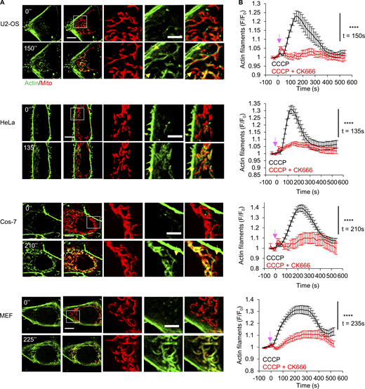 ADA in multiple cell types. (A) Micrographs of live-cell imaging for U2-OS, HeLa, Cos-7, and MEF cell before (0 s) and at their peak ADA timepoints after 20 µM CCCP addition (150 s–U2-OS; 135 s -HeLa; 210 s–Cos-7; 225 s–MEF). All cells were transfected with markers for actin filaments (GFP-F-tractin, green) and mitochondria (mito-DsRed, red). Scale bars are 10 μm (full cell) and 5 μm (inset). Yellow arrow indicates punctate mitochondrion without actin assembly. Corresponds to Videos 1, 2, 3, and 4. (B) Graph of actin intensity (± SEM) around mitochondria in U2-OS, HeLa, Cos-7, and MEF cells as a function of time of 20 µM CCCP or 100 µM CK666 + 20 µM CCCP simultaneous treatment. Cells per condition: U2-OS, n = 31; HeLa, n = 32; Cos-7, n ≥ 17; MEF, n ≥ 22 combined from two independent experiments. Arrows indicate time of treatment. **** P < 0.0001. Statistical significance was calculated between the indicated timepoint using unpaired two-tailed t tests. Experiments done in 25 mM glucose with serum. Exact number of experiments, statistical tests, and sample sizes are provided in Table S1.