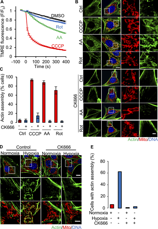 ADA stimulation by mitochondrial depolarization or ETC inhibition. (A) Mitochondrial depolarization (assessed by TMRE fluorescence) in MEFs with DMSO, CCCP, antimycin A or rotenone (± SEM) treatments. n ≥ 98 cells per group combined from three independent experiments. Experiments done in 25 mM glucose with serum. (B) MEFs stained for actin filaments (TRITC-phalloidin, green), mitochondria (Tom20, red) and DNA (DAPI, blue) after 3 min treatment with DMSO, 20 µM CCCP, 25 µM antimycin A or 50 µM rotenone in the absence (top) or presence (bottom) of 100 µM CK666. Right images are zooms of boxed regions. Scale bar: 5 μm. (C) % cells (± SD) displaying ADA for the conditions shown in B. n ≥ 62/18 cells/fields of view (FOV) per group combined from two experiments. Experiments done in 25 mM glucose with serum. (D) MEFs stained similarly to B, in normoxia or hypoxia for 30 min, in the presence or absence of 100 µM CK666. Scale bars are 10 μm (full cell) and 5 μm (inset). (E) % cells displaying ADA after 30 min normoxia or hypoxia, in the absence or presence of 100 µM CK666. n ≥ 174/20 cells/FOV per group combined from two biological experiments. Experiments done in 25 mM glucose without serum. Exact number of experiments, FOV and sample size are provided in Table S1. Refer to the image caption for details.