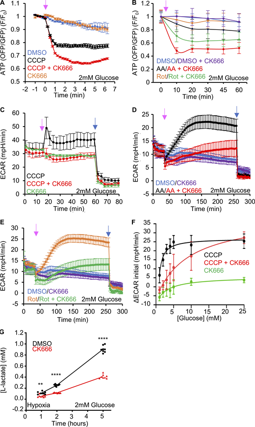 ADA is required for glycolytic activation upon mitochondrial perturbation in MEFs. (A) Cytoplasmic ATP levels (± SEM) after 20 µM CCCP in the absence or presence of 100 µM CK666, using GO-ATeam1. n ≥ 35 cells per group combined from two independent experiments. P values are graphed in Fig. S3 A. Arrow indicates time of treatment. Experiments done in 2 mM glucose with serum. (B) Cytoplasmic ATP levels (± SEM) after 25 µM antimycin A or 50 µM rotenone in the absence or presence of 100 µM CK666, using GO-ATeam1. n ≥ 24 cells per group combined from two independent experiments. P values graphed in Fig. S3 C. Arrow indicates time of treatment. Experiments done in 2 mM glucose with serum. (C) ECAR (± SD) upon 100 µM CK666, 1 µM CCCP or 1 µM CCCP + 100 µM CK666 addition (15 min), followed by 50 mM 2-deoxyglucose (2-DG) (59 min) in 2 mM glucose medium without serum. n = 3 individual well measurements for CCCP and CK666; 4 for CCCP + CK666. Pink arrow indicates drug treatment and blue arrow indicate 2-DG treatment. (D) ECAR (± SD) upon DMSO, 100 µM CK666, 2.5 µM antimycin A or 2.5 µM antimycin A + 100 µM CK666 addition (33 min), then 50 mM 2-DG (258 min) in 2 mM glucose medium without serum. n = 5 individual well measurements per condition. Pink arrow indicates drug treatment and blue arrow indicates 2-DG treatment. (E) ECAR (± SD) upon DMSO, 100 µM CK666, 5 µM rotenone or 5 µM rotenone + 100 µM CK666 addition (33 min), then 50 mM 2-DG (258 min) in 2 mM glucose medium without serum. n = 5 individual well measurements per condition. Pink arrow indicates drug treatment and blue arrow indicates 2-DG treatment. (F) Effect of glucose concentration on ECAR spike (± SD) induced by 3 min 1 µM CCCP, with and without 100 µM CK666. n = 9 individual well measurements for CCCP and CK666; 12 for CCCP + CK666. P values graphed in Fig. S4 D. (G) Effect of 100 µM CK666 on lactate production in hypoxia (1% O2) in MEFs at 2 mM glucose without serum. Points indicate individual well measurements starting with 100,000 cells/well. n = 8 individual well measurements from four independent experiments. ** P = 0.0018; **** P < 0.0001. Statistical significance was calculated by two-way ANOVA using Tukey’s multiple comparisons test. Number of experiments, FOV, sample sizes and statistical tests are provided in Table S1. Refer to the image caption for details.