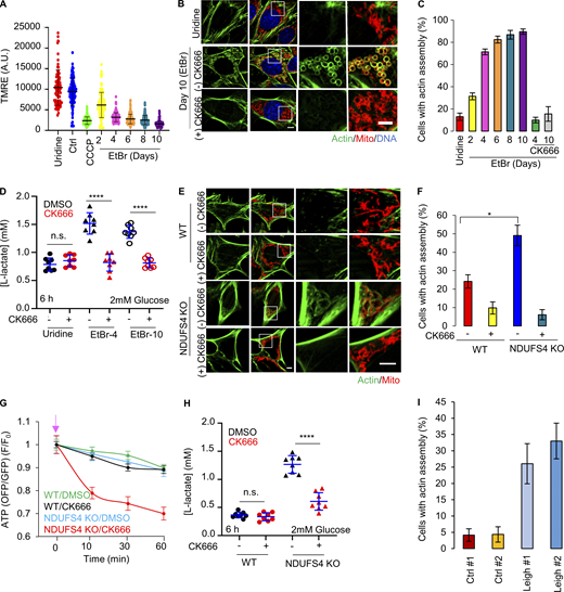 Actin assembly in ETC protein depleted cells. (A) Mitochondrial polarization in MEFs (± SD) after 0.2 μg/ml ethidium bromide(EtBr)/50 μg/ml uridine treatment. Ctrl, untreated. Uridine, uridine treatment alone (10 d). CCCP - 10 min 20 µM CCCP-treated Ctrl cells. Circles indicate individual cell measurements (n ≥ 86 cells per group combined from two independent experiments). Experiments done in 25 mM glucose with serum. (B) MEFs under uridine alone or ethidium bromide/uridine treatment (EtBr) for 10 d, stained for actin filaments (green) and mitochondria (red). Scale bars: 5 μm. (C) % cells (± SD) displaying actin assembly after time in ethidium bromide/uridine, with and without 100 µM CK666. n ≥ 98/15 cells/fields of view (FOV) per group combined from two experiments. Experiments done in 25 mM glucose with serum. (D) Lactate production (± SD) in ethidium bromide cells (4 d, EtBr-4; 10 d, EtBr-10) and uridine-treated control (10 d), with and without 100 µM CK666 after 6 h. Points indicate individual well measurements starting with 75,000 cells/well. n = 8 individual well measurements from four independent experiments. n.s. P > 0.05; **** P < 0.0001. Statistical significance was calculated by one-way ANOVA using Tukey’s multiple comparisons test. Experiments done in 2 mM glucose without serum. (E) WT and NDUFS4 KO MEFs stained for actin filaments (green) and mitochondria (red). Scale bars: 5 μm. (F) % cells (± SD) displaying actin assembly in WT and NDUFS4 KO MEFs, with and without 10 min of 100 µM CK666 treatment. n ≥ 70/12 cells/FOVs per group combined from three independent experiments. * P = 0.018. Statistical significance was calculated using unpaired two-tailed t tests. Experiments done in 25 mM glucose with serum. (G) Cytosolic ATP levels in WT or NDUFS4 KO MEFs upon 100 µM CK666 treatment. n ≥ 30 cells per group combined from three independent experiments. Arrow indicates drug treatment. Experiments done in 25 mM glucose with serum. (H) Lactate production (± SD) in WT and NDUFS4 KO cells, with and without 100 µM CK666 after 6 h. Points indicate individual well measurements starting with 75,000 cells/well. n = 8 individual well measurements from four independent experiments. n.s. P > 0.05; **** P < 0.0001. Statistical significance was calculated by one-way ANOVA using Tukey’s multiple comparisons test. Experiments done in 2 mM glucose without serum. (I) % cells (± SEM) displaying actin assembly in control or Leigh syndrome patient fibroblasts. n ≥ 76/13 cells/FOVs per group combined from two independent experiments. Experiments done in 25 mM glucose with serum. Statistical tests are tabled in Fig. S10 B. Number of experiments, FOV, sample sizes, and statistical tests are provided in Table S1.