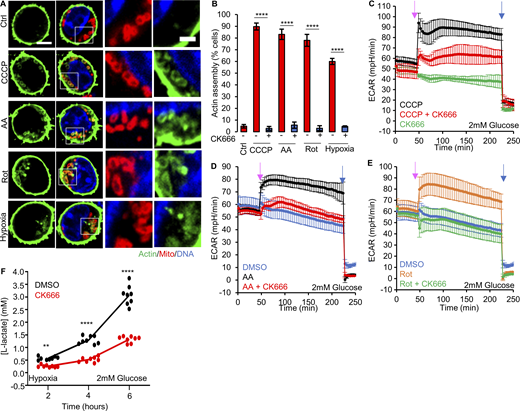 Effector T lymphocytes (Teff) require ADA for glycolytic activation. (A) Teff stained for actin filaments (TRITC-phalloidin, green), mitochondria (Tom20, red), and DNA (DAPI, blue) under un-stimulated conditions, or after treatment with 3 min 1 µM CCCP, 5 min 2.5 µM antimycin A, 5 5 µM min rotenone, or 60 min hypoxia in 2 mM glucose medium. Right images are zooms of boxed regions. Scale bars: 5 μm (full cell) and 2 μm (inset). (B) % cells (± SEM) displaying ADA in treatments described in A, n ≥ 61/5 cells/FOV per group combined from two independent experiments. **** P < 0.0001. Statistical significance between respective treatments in the presence or absence of CK666 was calculated using unpaired two-tailed t tests. Experiments done in 2 mM glucose without serum. (C) ECAR (± SD) in Teff upon addition of 100 µM CK666, 1 µM CCCP or 1 µM CCCP + 100 µM CK666 (45 min), followed by 50 mM 2-deoxyglucose (2-DG; 223 min) in 2 mM glucose medium without serum. n = 4 individual well measurements per condition. Pink arrow indicates drug treatment and blue arrow indicates 2-DG treatment. (D) ECAR (± SD) in Teff upon addition of DMSO, 2.5 µM antimycin A or 2.5 µM antimycin A + 100 µM CK666 (45 min), followed by 50 mM 2-DG (223 min) in 2 mM glucose medium without serum. n = 4 individual well measurements per condition. Pink arrow indicates drug treatment and blue arrow indicates 2-DG treatment. (E) ECAR (± SD) in Teff upon addition of DMSO, 5 µM rotenone or 5 µM rotenone + 100 µM CK666 (45 min), followed by 50 mM 2-DG (223 min) in 2 mM glucose medium without serum. n = 4 individual well measurements per condition. Pink arrow indicates drug treatment and blue arrow indicates 2-DG treatment. (F) Lactate production (2 mM glucose without serum) induced by hypoxia (1% oxygen) in Teff in the presence or absence of 100 µM CK666 addition. Circles indicate individual well measurements starting with 400,000 cells/well. n = 8 individual well measurements from four independent experiments. ** P = 0.0013; **** P < 0.0001. Statistical significance was calculated by two-way ANOVA using Tukey’s multiple comparisons test. Number of experiments, FOV, sample size, and statistical tests used are provided in Table S1.