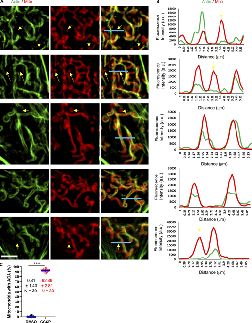 Line scans of ADA MEFs. (A) Micrographs of actin assembly around mitochondria in fixed MEFs, stained for actin (green) and mitochondria (red). Scale bar: 5 µm. Blue lines represent the region for line scans in B. Yellow arrows indicate punctate mitochondria without actin assembly. (B) Line scans showing the fluorescent intensity for actin and mitochondria signal across each mitochondrion as shown in A. (C) Quantification of % mitochondria displaying ADA in control (DMSO-treated) and CCCP-treated (3 min) MEFs. n = 30 cells combined from three independent experiments. Mean, SD, and number of cells given for each condition on graph. **** P < 0.0001. Statistical significance was calculated using unpaired two-tailed t tests. Number of experiments, sample sizes, and statistical tests are provided in Table S1. Video 5 shows a closedup mitochondria with ADA in U2-OS cell.