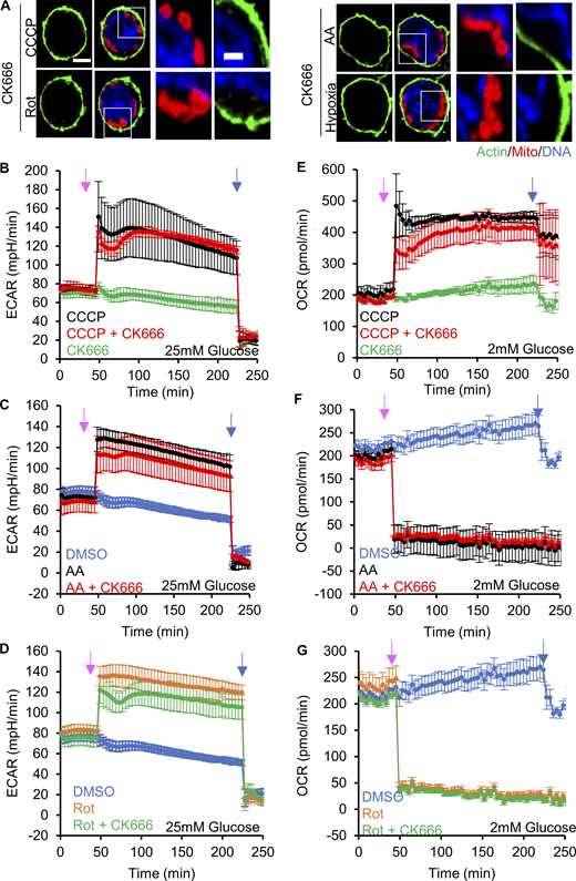 Effect of CK666 on ADA and glycolytic activation in Teff. (A) Teff stained for actin filaments (TRITC-phalloidin, green), mitochondria (Tom20, red) and DNA (DAPI, blue) after CCCP, antimycin A, rotenone, or hypoxia in the presence of CK666 for 2 mM glucose medium without serum (1 µM CCCP + 100 µM CK666, 3 min; 2.5 µM antimycin A + 100 µM CK666 and 5 µM rotenone + 100 µM CK666, 5 min; hypoxia with 100 µM CK666, 60 min). Images at right are zooms of boxed regions. Scale bars: 5 μm (full cell) and 2 μm (inset). (B) ECAR (± SD) in 25 mM glucose without serum upon 100 µM CK666, 1 µM CCCP or 1 µM CCCP + 100 µM CK666 addition at 45 min, then 50 mM 2-deoxyglucose (2-DG) at 223 min. n = 4 individual well measurements per condition. Pink arrow indicates drug treatment and blue arrow indicates 2-DG treatment. (C) ECAR (± SD) in 25 mM glucose without serum upon DMSO, 2.5 µM antimycin A or 2.5 µM antimycin A + 100 µM CK666 addition at 45 min, then 50 mM 2-DG at 223 min. n = 4 individual well measurements per condition. Pink arrow indicates drug treatment and blue arrow indicates 2-DG treatment. (D) ECAR (± SD) in 25 mM glucose without serum upon DMSO, 5 µM rotenone or 5 µM rotenone + 100 µM CK666 addition at 45 min, then 50 mM 2-DG at 223 min. n = 4 individual well measurements per condition. Pink arrow indicates drug treatment, and blue arrow indicates 2-DG treatment. (E) OCR (± SD) in 2 mM glucose without serum upon 100 µM CK666, 1 µM CCCP or 1 µM CCCP + 100 µM CK666 addition at 45 min, then 50 mM 2-DG at 223 min. n = 4 individual well measurements per condition. Pink arrow indicates drug treatment and blue arrow indicates 2-DG treatment. (F) OCR (± SD) in 2 mM glucose without serum upon DMSO, 2.5 µM antimycin A or 2.5 µM antimycin A + 100 µM CK666 addition at 45 min, then 50 mM 2-DG at 223 min. n = 4 individual well measurements per condition. Pink arrow indicates drug treatment and blue arrow indicates 2-DG treatment. (G) OCR (± SD) in 2 mM glucose without serum upon DMSO, 5 µM rotenone or 5 µM rotenone + 100 µM CK666 addition at 45 min, then 50 mM 2-DG at 223 min. n = 4 individual well measurements per condition. Pink arrow indicates drug treatment and blue arrow indicates 2-DG treatment. Number of experiments and sample sizes are provided in Table S1.