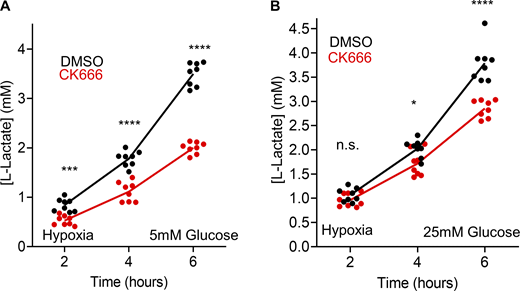 Effect of CK666 on hypoxia-induced lactate production in Teff. (A) Lactate production induced by hypoxia (1% oxygen) in Teff in the presence or absence of 100 µM CK666 addition (5 mM glucose without serum). Circles indicate individual well measurements starting with 400,000 cells/well. n = 8 individual well measurements from four independent experiments. *** P = 0.0003; **** P < 0.0001. Statistical significance was calculated by two-way ANOVA using Tukey’s multiple comparisons test. (B) Lactate production induced by hypoxia (1% oxygen) in Teff cells in the presence or absence of 100 µM CK666 addition (25 mM glucose without serum). Circles indicate individual well measurements starting with 400,000 cells/well. n = 8 individual well measurements from four independent experiments. n.s. P > 0.05; * P = 0.0136; **** P < 0.0001. Statistical significance was calculated by two-way ANOVA using Tukey’s multiple comparisons test. Number of experiments, statistical tests, and sample sizes are provided in Table S1.