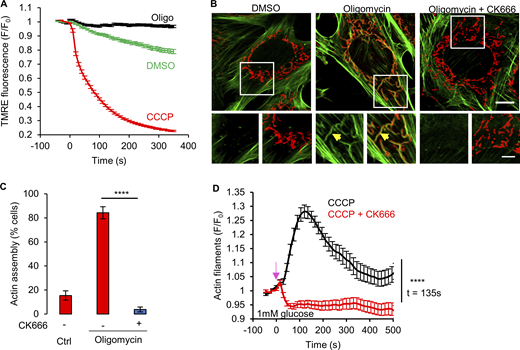 Oligomycin-induced ADA in MEFs. (A) Mitochondrial polarization (assessed by TMRE fluorescence) in MEFs with DMSO, 1 µM CCCP or 1.5 µM oligomycin (± SEM) treatment. n ≥ 118 cells per group combined from two independent experiments. Experiments done in 2 mM glucose without serum. (B) MEFs stained for actin filaments (TRITC-phalloidin, green), mitochondria (Tom20, red) and DNA (DAPI, blue) after 5 min treatment with DMSO, 1.5 µM oligomycin or 1.5 µM oligomycin with 100 µM CK666. Bottom images are zooms of boxed regions. Experiments done in 2 mM glucose without serum. Scale bars: 10 and 5 μm. Arrow indicates actin assembly. (C) % cells (± SEM) displaying ADA for the conditions shown in panel B. n ≥ 65/14 cells/fields of view (FOV) per group combined from two independent experiments. **** P < 0.0001. Statistical significance was calculated using unpaired two-tailed t tests. Experiments done in 2 mM glucose without serum. (D) Graph of actin intensity (± SEM) around mitochondria in MEF cells as a function of time for 1 µM CCCP or 100 µM CK666 + 1 µM CCCP simultaneous treatment. Cells were cultured in Agilent seahorse DMEM supplemented with 1 mM glucose and 4 mM glutamine but without serum for 1 h before imaging. n ≥ 35 cells per condition combined from two independent experiments. Arrow indicates time of treatment. **** P < 0.0001. Statistical significance at indicated timepoint was calculated using unpaired two-tailed t tests. Number of experiments, statistical tests, and sample sizes are provided in Table S1. Refer to the image caption for details.