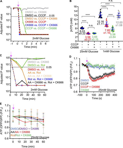 ATP levels changes by complex I or III inhibition. (A) Graph of P values for comparisons of GO-ATeam1 timecourses in Fig. 3 A (CCCP or CCCP/CK666 treatment of MEFs in 2 mM glucose). Statistical significance was calculated by two-way ANOVA using Tukey’s multiple comparisons test. (B) ATP levels (± SD) in MEFs upon DMSO, 1 µM CCCP or 1 µM CCCP + 100 µM CK666 treatments in medium containing either 1 or 25 mM glucose without serum, assayed from cell extracts. Points indicate individual measurements starting with 106 cells/dish. n = 12 individual well measurements from four independent experiments for 25 mM glucose groups and 18 individual well measurements from six independent experiments for 1 mM glucose groups. n.s. P > 0.05; **** P < 0.0001. Statistical significance was calculated by one-way ANOVA using Tukey’s multiple comparisons test. (C) Graph of P values for comparisons of GO-ATeam1 timecourses in Fig. 3 B (antimycin A and rotenone treatments of MEFs in 2 mM glucose). Statistical significance was calculated by two-way ANOVA using Tukey’s multiple comparisons test. (D) Graph of change in ATP levels (± SEM) in live MEFs stimulated with 20 µM CCCP in the absence or presence of 100 µM CK666, using GO-ATeam1 biosensor. Cells cultured in medium containing 25 mM glucose with serum. n ≥ 20 cells for each group combined from two independent experiments. Arrow indicates time of treatment. Statistical significance was calculated by two-way ANOVA using Tukey’s multiple comparisons test and presented in Table S1. (E) Graph of change in ATP levels (± SEM) in live MEFs stimulated with 25 µM antimycin A or 50 µM rotenone in the absence or presence of 100 µM CK666, using GO-ATeam1 biosensor. Cells cultured in medium containing 25 mM glucose with serum. n ≥ 33 cells for each group combined from two independent experiments. Arrow indicates time of treatment. Statistical significance was calculated by two-way ANOVA using Tukey’s multiple comparisons test and presented in Table S1. Number of experiments, statistical tests, and sample sizes are provided in Table S1. Refer to the image caption for details.