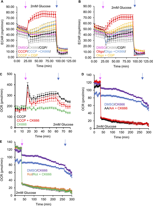 Effect of NCLX inhibition on CCCP- and oligomycin-activated glycolysis. (A) ECAR (± SD) upon DMSO, 100 µM CK666, 80 µM CGP37157, 1 µM CCCP, 1 µM CCCP + 100 µM CK666 addition, or 1 µM CCCP + 80 µM CGP37157 addition (at 23 min, pink arrow), followed by 50 mM 2-DG (at 89 min, blue arrow) in 2 mM glucose medium without serum. n = 8 individual well measurements per condition. (B) ECAR (± SD) upon DMSO, 100 µM CK666, 80 µM CGP37157, 1.5 µM oligomycin, 1 µM oligomycin + 100 µM CK666 addition or 1 µM oligomycin + 80 µM CGP37157 addition (at 23 min, pink arrow), followed by 50 mM 2-DG (at 89 min, blue arrow) in 2 mM glucose medium without serum. n = 8 individual well measurements per condition. (C) OCR (± SD) in MEFs (in 2 mM glucose without serum) upon 100 µM CK666, 1 µM CCCP or 1 µM CCCP + CK666 addition at 15 min, then 50 mM 2-DG at 59 min. n = 3 individual well measurements for CCCP and CK666; 4 for CCCP + CK666. Pink arrow indicates drug treatment and blue arrow indicates 2-DG treatment. (D) OCR (± SD) in MEFs (in 2 mM glucose without serum) upon DMSO, 100 µM CK666, 2.5 µM antimycin A or 2.5 µM antimycin A + 100 µM CK666 addition at 33 min, then 50 mM 2-DG at 258 min. n = 5 individual well measurements per condition. Pink arrow indicates drug treatment and blue arrow indicates 2-DG treatment. (E) OCR (± SD) in MEFs (in 2 mM glucose without serum) upon DMSO, 100 µM CK666, 2.5 µM rotenone or 2.5 µM rotenone + 100 µM CK666 addition at 33 min, then 50 mM 2-DG at 258 min. n = 5 individual well measurements per condition. Pink arrow indicates drug treatment and blue arrow indicates 2-DG treatment. Number of experiments and sample sizes are provided in Table S1.