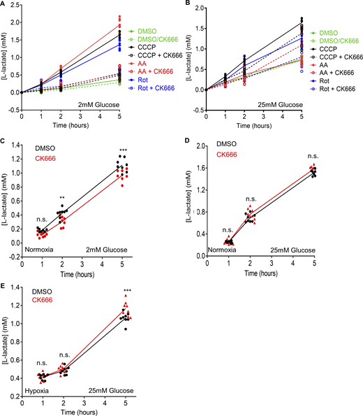 Changes in lactate production induced by mitochondrial inhibitors and hypoxia in MEFs. (A) Effect of 100 µM CK666 on lactate production upon 1 µM CCCP, 2.5 µM antimycin A, 5 µM rotenone or DMSO treatment of MEFs in 2 mM glucose without serum. Points indicate individual well measurements starting with 75,000 cells/well. n = 8 individual well measurements from four independent experiments. Statistical significance was calculated by two-way ANOVA using Tukey’s multiple comparisons test and presented in Table S1. (B) Effect of 100 µM CK666 on lactate production upon 1 µM CCCP, 2.5 µM antimycin A, 5 µM rotenone or DMSO treatment of MEFs in 25 mM glucose without serum. Points indicate individual well measurements starting with 75,000 cells/well. n = 8 individual well measurements from four independent experiments. Statistical significance was calculated by two-way ANOVA using Tukey’s multiple comparisons test and presented in Table S1. (C) Effect of 100 µM CK666 on lactate production in normoxia (21% O2) in MEFs at 2 mM glucose without serum. Points indicate individual well measurements starting with 100,000 cells/well. n = 8 individual well measurements from four independent experiments. n.s. P > 0.05; ** P = 0.002. *** P = 0.0002. Statistical significance was calculated by two-way ANOVA using Tukey’s multiple comparisons test. (D) Effect of 100 µM CK666 on lactate production in normoxia in MEFs at 25 mM glucose without serum. Points indicate individual well measurements starting with 100,000 cells/well. n = 8 individual well measurements from four independent experiments. n.s. P > 0.05. Statistical significance was calculated by two-way ANOVA using Sidak’s multiple comparisons test. (E) Effect of 100 µM CK666 on lactate production in hypoxia in MEFs at 25 mM glucose without serum. Points indicate individual well measurements starting with 100,000 cells/well. n = 8 individual well measurements from four independent experiments. n.s. P > 0.05; *** P = 0.0003. Statistical significance was calculated by two-way ANOVA using Tukey’s multiple comparisons test. Number of experiments, statistical tests, and sample sizes are provided in Table S1.