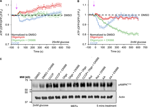 Cytoplasmic ATP changes induced by ATP synthase inhibition. (A) Cytoplasmic ATP levels (± SEM) after 1.5 µM oligomycin in the absence or presence of 100 µM CK666, or 1 µM CCCP using GO-ATeam1. Data were normalized to DMSO control. n ≥ 24 cells per group combined from two independent experiments. Arrow indicates time of treatment. Statistical significance was calculated by two-way ANOVA using Tukey’s multiple comparisons test and presented in Table S1. Experiments done in 25 mM glucose without serum. (B) Cytoplasmic ATP levels (± SEM) after 1.5 µM oligomycin in the absence or presence of 100 µM CK666, or 1 µM CCCP using GO-ATeam1. Data were normalized to DMSO control. n ≥ 24 cells per group combined from two independent experiments. Arrow indicates time of treatment. Statistical significance was calculated by two-way ANOVA using Tukey’s multiple comparisons test and presented in Table S1. Experiments done in 2 mM glucose without serum. (C) AMPK activation after 5 min treatment of MEFs with ETC or ATP synthase inhibition. Actin is used as a loading control. Experiments done in 2 mM glucose without serum. Number of experiments, statistical tests, and sample sizes are provided in Table S1. Source data are available for this figure: SourceDataFS7.