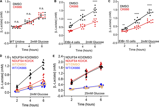 Changes in lactate production in EtBr or NDUFS4 KO MEFs. (A) Time course of lactate production from control cells (uridine-treated and in 2 mM glucose without serum) in the presence or absence of 100 µM CK666. Points indicate individual well measurements starting with 75,000 cells/well. n = 8 individual well measurements from four independent experiments. n.s. P > 0.05. (B) Time course of lactate production from EtBr-4 cells (in 2 mM glucose without serum) in the presence or absence of 100 µM CK666. Points indicate individual well measurements starting with 75,000 cells/well. n = 8 individual well measurements from four independent experiments. **** P < 0.0001. Statistical significance was calculated by two-way ANOVA using Tukey’s multiple comparisons test. (C) Time course of lactate production from EtBr-10 cells (in 2 mM glucose without serum) in the presence or absence of 100 µM CK666. Points indicate individual well measurements starting with 75,000 cells/well. n = 8 individual well measurements from four independent experiments. **** P < 0.0001. Statistical significance was calculated by two-way ANOVA using Tukey’s multiple comparisons test. (D) Time course of lactate production from WT and NDUFS4 KO cells (in 2 mM glucose without serum) in the presence or absence of 100 µM CK666. Points indicate individual well measurements starting with 75,000 cells/well. n = 8 individual well measurements from four independent experiments. Statistical significance between WT conditions and NDUFS4 KO conditions were calculated by two-way ANOVA using Tukey’s multiple comparisons test and presented in Table S1. (E) Time course of lactate production from WT and NDUFS4 KO cells (in 25 mM glucose without serum) in the presence or absence of 100 µM CK666. Points indicate individual well measurements starting with 75,000 cells/well. n = 8 individual well measurements from four independent experiments. Statistical significance between WT conditions and NDUFS4 KO conditions were calculated by two-way ANOVA using Tukey’s multiple comparisons test and presented in Table S1. Number of experiments, statistical tests, and sample sizes are provided in Table S1. Refer to the image caption for details.