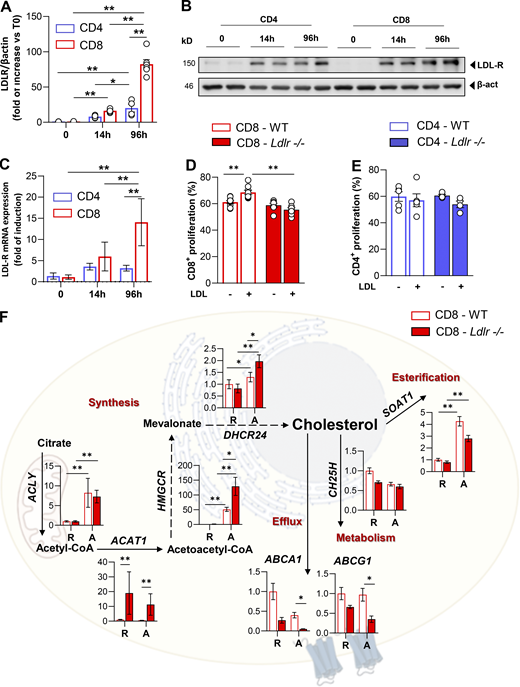 LDLR deficiency rewires sterol metabolism of activated CD8+T cells. (A and B) LDLR protein expression in WT CD4+ and CD8+ T cells under resting (T0) and activated (14- or 96 h) conditions. Representative immunoblots for LDLR and β-actin proteins are shown in B. Data are normalized on β-actin expression, n = 6/condition. (C) mRNA expression of LDLR gene in WT CD4+ and CD8+ T cells under resting (T0) and activated (14- or 96 h) conditions, data are normalized on the housekeeping gene, n = 6/condition. (D and E) Proliferation of CD8+ (D) and CD4+ (E) T cells from WT and Ldlr −/− mice stimulated in vitro for 96 h in the presence or absence of LDL particles (5 μg/ml) in serum free-medium, n = 7–8/condition. (F) mRNA expression profile of genes related to sterol metabolism in resting (R) and 14-h activated (A) CD8+ T cells isolated from WT and Ldlr −/− mice. Representative genes related to cholesterol synthesis: Acly (ATP Citrate Lyase), Acat1 (Acetyl-CoA Acetyltransferase 1); Hmgcr (3-Hydroxy-3-Methylglutaryl-CoA Reductase), Dhcr24 (24-Dehydrocholesterol Reductase); cholesterol efflux: Abca1 (ATP Binding Cassette Subfamily A Member 1), Abcg1 (ATP Binding Cassette Subfamily G Member 1); cholesterol oxidation: Ch25h (Cholesterol 25-Hydroxylase) and cholesterol esterification: Soat1 (Sterol O-Acyltransferase 1) are shown; n = 6/condition. Results are presented as mean per group ± SEM; statistical analysis is performed with 2-way Anova; *P < 0.05 and **P < 0.01 (A and C–F). Source data are available for this figure: SourceData F3.