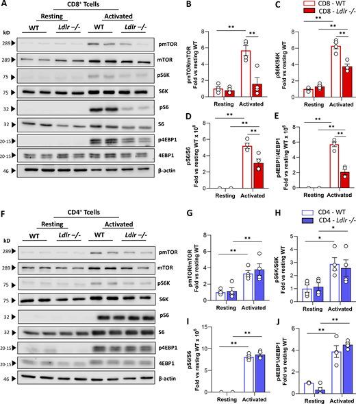 LDLR deficiency impairs mTORC1 activation in CD8+T cells. (A–E) Representative pictures (A) and quantification (B–E) of Western blot analysis of phosphorylated and total downstream proteins of mTORC1 pathway in resting and activated (14-h of stimulation) CD8+ T cells from WT and Ldlr −/− mice. Ratio between phosphorylated and total form of mTOR (B), S6K (C), S6 (D), and 4EBP-1 (E) normalized on WT cells under resting conditions are presented; (the results from four independent experiments are reported). (F–J) Representative pictures (F) and quantification (G–J) of Western blot analysis of phosphorylated and total downstream proteins of mTORC1 pathway in resting and activated (14-h of stimulation) CD8+ T cells from WT and Ldlr −/− mice. Ratio between phosphorylated and total form of mTOR (G), S6K (H), S6 (I), and 4EBP-1 (J) normalized on WT cells under resting conditions are presented; (the results from four independent experiments are reported). Results are presented as mean per group ± SEM; statistical analysis is performed with two-way ANOVA; *P < 0.05 and **P < 0.01 (B–E and G–J). Source data are available for this figure: SourceData F5. Refer to the image caption for details.