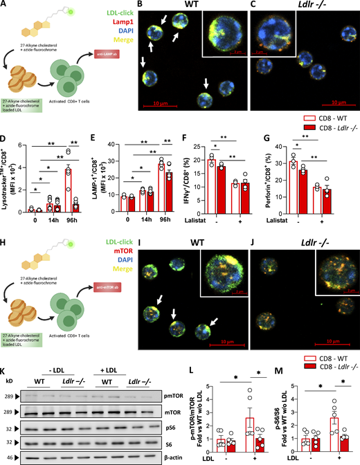 LDLR-derived cholesterol regulates lysosomal-dependent mTORC1 activation. (A) Workflow of cholesterol “click-chemistry” assay in CD8+ T cells. Isolated LDL particles were loaded with 27-alkyne cholesterol and incubated with CD8+ T cells from WT and Ldlr −/− mice that were previously stimulated with anti-CD3/28 + IL-2 in serum-free media for 24 h. Cells were then incubated with an azide conjugated to a fluorochrome to visualize cholesterol, followed by Lamp-1 staining; cells were then visualized with confocal microscopy. Created by Biorender.com. (B and C) Staining of CD8+ T cells from WT (B) and Ldlr −/− (C) mice for cholesterol (click-chol, green), Lamp1 (red), and nuclei (blue) after 24-h stimulation plus LDL particles (200 μg/ml) loaded with 27-alkyne cholesterol, detected by confocal microscopy. Scale bar 10 µm in the main figures and 2 µm in the magnified insets. Yellow staining and arrows indicate colocalization. (D and E) Median fluorescence intensity for Lysotraker staining (D) and for Lamp-1 (lysosomal associated membrane protein 1) intracellular staining (E) in resting and activated (14- and 96-h) CD8+ T cells from WT and Ldlr −/− mice; n = 6/condition. (F and G) IFNγ (F) and perforin (G) production of CD8+ T cells from WT and Ldlr −/− mice by in vitro anti-CD3/28 + IL-2 stimulation for 96 h in the presence or absence of lalistat (lysosomal acid lipase inhibitor), n = 5/condition. (H) Workflow of cholesterol “click-chemistry” assay in CD8+ T cells. Isolated LDL particles were loaded with 27-alkyne cholesterol and incubated with CD8+ T cells from WT and Ldlr −/− mice that were previously stimulated with anti-CD3/28 + IL-2 in serum-free media for 24 h. Cells were then incubated with an azide conjugated to a fluorochrome to visualize cholesterol, followed by mTOR staining; cells were then visualized with confocal microscopy. Created by Biorender.com. (I and J) Staining of CD8+ T cells from WT (J) and Ldlr −/− (K) mice for click-cholesterol (click-chol, green), mTOR (orange), and nuclei (blu) after 24-h stimulation in the presence of LDL particles (200 μg/ml) loaded with 27-alkyne cholesterol, detected by confocal microscopy. Scale bar is 10 µm in the main figures and 2 µm in the magnified insets. Yellow staining and arrows indicate co-localization. (K–M) Representative pictures (K) and quantification (L and M) of Western blot analysis of phosphorylated and total downstream proteins of mTORC1 pathway in activated (14-h of stimulation) CD8+ T cells from WT and Ldlr −/− mice in the presence or not of LDL (5 µg/ml). Ratio between the phosphorylated and total form of mTOR (L) and S6 (M) normalized on WT cells activated in the absence of LDL are presented (the results from four independent experiments are reported). Results are presented as mean per group ± SEM; statistical analysis is performed with two-way ANOVA; *P < 0.05 and **P < 0.01 (D–G, L, and M). Source data are available for this figure: SourceData F6. Refer to the image caption for details.