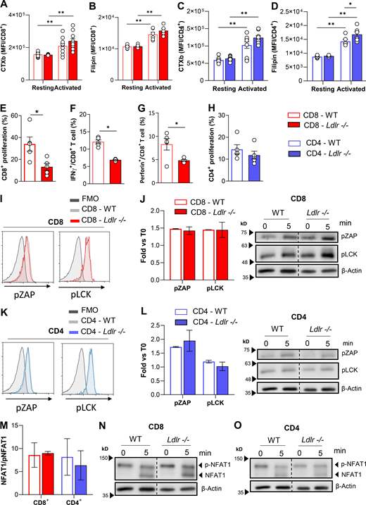 Lipid rafts quantification and TCR signalling in CD4+ and CD8+ T cells from WT and Ldlr −/− mice. (A and B) Quantification of lipid raft enrichment with ganglioside staining with cholera toxin subunit B (A) and free cholesterol staining with filipin (B) in resting and 96-h activated CD8+ T cells from WT and Ldlr −/− mice; n = 6/condition. (C and D) Quantification of lipid raft enrichment with ganglioside staining with cholera toxin subunit B (C) and free cholesterol staining with filipin (D) in resting and 96-h activated CD4+ T cells from WT and Ldlr −/− mice; n = 6/condition. (E–G) Proliferation (E), IFNγ (F) and Perforin (G) production of CD8+ T cells from WT and Ldlr −/− mice by in vitro stimulation with PMA/Ionomycin for 96-h; n = 5/condition. (H) Proliferation of CD4+ T cells from WT and Ldlr−/− mice by in vitro stimulation with PMA/Ionomycin for 96-h; n = 5/condition. (I) Representative histograms from flow cytometry analysis of pZAP and pLCK in CD8+ T cells from WT and Ldlr −/− mice in vitro activated with anti-CD3/28 for 10 min. (J) Phosphorylated ZAP and LCK Western blot analysis of in vitro activated (5-min stimulation) CD8+ T cells from WT and Ldlr −/− mice. Representative pictures from Western blot analysis are shown; n = 4/condition. (K) Representative histograms from flow cytometry analysis of pZAP and pLCK in CD4+ T cells from WT and Ldlr −/− mice in vitro activated with anti-CD3/28 for 10 min. (L) Phosphorylated ZAP and LCK Western blot analysis of in vitro activated (5-min stimulation) CD4+ T cells from WT and Ldlr −/− mice. Representative pictures from Western blot analysis are shown; n = 4/condition. (M–O) NFAT1 quantification of total (phosphorylated form, 140 kD) and de-phosphorylated (120 KD) form of in vitro activated (5-min stimulation) CD8+ and CD4+ T cells from WT and Ldlr −/− mice (M). Representative pictures from Western blot analysis are shown for CD8+ (N) and CD4+ (O) T cells; n = 4/condition. Results are presented as mean per group ± SEM; statistical analysis is performed with two-way ANOVA; *P < 0.05 and **P < 0.01 (A–H, J, L, and M). Source data are available for this figure: SourceData FS4. Refer to the image caption for details.