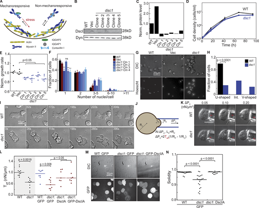 DscI is required for normal growth, cytokinesis, and cortical integrity. (A) The CKs pre-assemble in the cytoplasm and accumulate quickly to the cortex upon mechanical stimuli. (B and C)dsc1 null mutant clones generated in the KAx3 background were verified using Western analysis. Western blot showed deletion of DscI bands, quantified and normalized to WT level in C, in all dsc1 null mutant clones. Dynacortin (Dyn) is provided as a loading control. (D) Representative growth curves show that dsc1 null mutants have mild growth defects in suspension culture. Cell densities, as indicated, are plotted as a function of time. Growth curves for control cell lines are shown in black and those for dsc1 null mutant clones are shown in blue. Number of samples = 3 per growth curve; bars represent the SEM. Some SEM bars are smaller than the symbols. (E) Growth rates quantified during exponential growth and normalized to WT reveal significant reduction in suspension culture growth in different dsc1 mutant clones. Growth rate of each cell line was normalized to that of WT control. Number of samples analyzed, n = 6 from two independent experiments. (F) Quantification of the number of nuclei per cell when cells were 3 d in suspension culture. All but one of dsc1 mutants became more multinucleated, especially within 3–5 nuclei/cell. n = 4 per cell line, with 100–200 cells per cell line quantified per replicate. P values were calculated using the ANOVA followed by Fisher’s LSD test based on the single nuclei/cell fraction subset (**, P < 0.001). (G) Images of DIC channel and nuclear staining by Hoescht reveal a slight increase in cell size as well as number of nuclei in each cell in several dsc1 clones. DIC and Hoescht images for WT are reproduced in Fig. 4 C. (H) Graph shows fraction of WT and dsc1 cells having a WT-like U-shaped cleavage furrow, an aberrant V-shaped furrow, or an intermediate furrow during cytokinesis. An intermediate furrow is one that shows both a U-shaped and V-shaped furrow along different stages of cytokinesis. n = 28 for WT and n = 20 for dsc1. P value was calculated using the Comparison of Proportions test. (I) Images of different stages of cytokinesis of a WT cell and a dsc1 cell having a V-shaped furrow. Images were collected from cells at 70% confluency, and t = 0 is defined as the time when each video begins. Full video of WT and dsc1 dividing cells are provided in the Supplemental materials (Videos 1 and 2). (J) The diagram shows the manipulation of cells by MPA for cortical tension and mechanoresponsiveness analysis. For cortical tension measurements, the pressure is increased until the length (Lp) of the region of the cell pulled into the micropipette equals the radius of the pipette (Rp). At this equilibrium pressure (ΔPc), the radius of the cell at can be quantified, and the effective cortical tension Teff is calculated from the equation shown in the panel. (K)dsc1 mutant cells have a higher degree of deformation when aspirated at the same negative pressure compared to WT cells. Red arrows show the front of the cell inside the micropipette. Scale bar, 10 μm and applies to all panels. (L) The effective cortical tension values of WT, dsc1, and dsc1-complemented cells were quantified as detailed in the Materials and methods. Gray background indicates non-transformed cell lines. P values were calculated using Kruskal-Wallis followed by Wilcoxon test. Number of cells measured, n = 7–10 from three independent experiments. (M) When compressed using agarose overlay, which introduces mechanical stress to the cortex, dsc1 mutant cells expressing only GFP displayed a bleb-like morphology. This morphology was observed in both DIC and GFP channels. This phenotype was rescued to WT levels in dsc1:: GFP-DscIA cells. (N)dsc1 mutants displayed a significant reduction in solidity, a measure of smoothness of the cell periphery, when subjected to mechanical stress, as compared to WT control and rescue control (Kruskal-Wallis, P < 0.0001; Wilcoxon, P < 0.0001). Number of cells analyzed, n = 17–28 from two independent experiments. Solidity measurement was analyzed using ImageJ and calculated as the area of a particle divided by its convex hull area. Source data are available for this figure: SourceData F1.