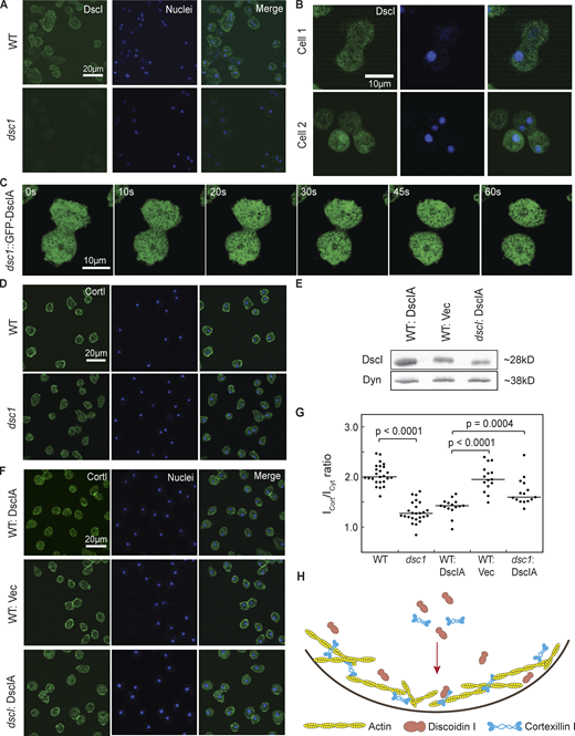 A portion of DscI localizes to the cortex, and Dsc is needed for CortI cortical distribution. (A) Representative images of immunofluorescence imaging of DscI (green) using anti-DscI antibody and nuclei (blue) labeled with Hoescht in WT and dsc1 cells. Images were collected using confocal microscopy. DscI signal was present in the cytoplasm and slightly enriched in the cortex of WT cells. This signal was absent in dsc1 null cells, confirming the antibody’s specificity for DscI. (B) Representative images of immunofluorescence imaging of DscI (green) using anti-DscI antibody and nuclei (blue) labeled with Hoescht in dividing WT cells. (C) Time series of a dsc1 null-complemented cell completing cytokinesis. DscIA was fused with GFP and images were collected with a GFP channel on an Olympus IX71 microscope, equipped with a 40× (NA 1.30) oil objective at room temperature using Zen software and analyzed with ImageJ. t = 0 is defined as the time when the video began. The video is provided in the Supplemental materials (Video 3). (D and F) Representative confocal immunofluorescence images of WT, dsc1 null, DscIA-overexpressed, vector control (Vec) and dscI null-complemented cells stained with anti-CortI (green) and Hoescht to label nuclei (blue). Images were collected using a Zeiss AxioObserver with 780-Quasar confocal module microscope, equipped with a C-Apochromat 40× (NA 1.2) water objective at room temperature using Zen software and analyzed with ImageJ. Vector encoding mCherry was used as the vector (Vec) control. (E) Western blot verifying overexpression of DscIA in WT background cells is shown. Dynacortin (Dyn) is provided as a loading control. (G) CortI cortical localization for D and F was quantified as the ratio of mean signal intensity at the cortex (Icort) to the mean signal intensity of the cytoplasm (Icyt). P values were calculated using the ANOVA followed by Fisher’s LSD test. Number of cells analyzed, n = 15–25 from two independent experiments. (H) Summary diagram shows that a fraction of intracellular DscI localizes to the cortex, and DscI helps with cortical distribution of CortI. Source data are available for this figure: SourceData F2.