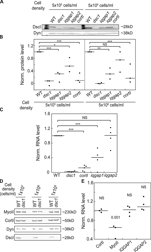 Transcript and protein levels of DscI are dependent on CortI and IQGAP1 while the transcript level of MyoII is dependent on DscI. (A) Western analysis with DscI antibody showed reduction in DscIA protein level in cortI and iqgap1 null mutants. Each cell line was seeded at two different densities 10-fold apart 6 h before analysis. 70 µg of whole cell lysates were loaded on 10% acrylamide gel. Dynacortin (Dyn) is provided as a loading control. (B) Quantification of the DscI protein levels after normalization to WT revealed reduced protein expression, particularly in iqgap1 and cortI null cells. Number of independent experiments, n = 3. Levels were quantified using integrated density of signal normalized by area and background in ImageJ, normalized against WT, and plotted. (C) qRT-PCR analysis with dscIA primers showed reduction in dsc1A transcript levels in cortI and iqgap1 null mutants. Relative quantification of normalized RNA levels was performed using the ΔΔCt method (Rao et al., 2013). All P values were derived by ANOVA followed by Fisher’s LSD test. (*, P < 0.05; **, P < 0.001; ***, P < 0.0001). Number of independent experiments, n = 4–5. (D) Example Western blot with antibodies against MyoII, CortI, and DscI in WT and dscI null cells is shown. Each cell line was seeded at three different densities 10-fold apart 6 h before analysis. 30 µg of whole cell lysates were loaded on 10% acrylamide gel. Dynacortin is provided as a loading control. (E) qRT-PCR analysis with primers complementary to CortI, MyoII, IQGAP1 and IQGAP2 was performed to measure transcript levels of cytoskeletal proteins in dsc1 null mutants. Relative quantification of normalized RNA levels was performed using the ΔΔCt method. RNA level for each protein in dscI cells was normalized to that of the WT parental cells. Number of independent experiments, n = 3–4. P values displayed above each dataset were derived by ANOVA followed by Fisher’s LSD test. Source data are available for this figure: SourceData F6.
