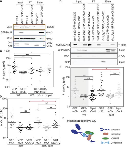 DscI is a component of the mechanoresponsive CKs. (A and B) Western blot of co-immunoprecipitation studies of GFP-DscIA in cell lysates of indicated cell lines is shown. FT, flow-through; IQG2, IQGAP2. No antibody for IQGAP2 is available so cell lines expressing mCh-fused IQGAP2 and mouse anti-mCh antibody (Novus Biologicals, 25157SS) were used. In A, bands boxed in the same color (orange or blue) are from the same Western blot. (C) Results from FCCS analysis examining interactions between DscIA and MyoII in different cellular backgrounds are shown. The apparent, or in vivo, KD for unlinked mCherry and GFP (negative control) and fusion GFP-mCherry (positive control) was 5.0 and 1.1 µM, respectively. P values were calculated using the log-transformed data and the ANOVA followed by Fisher’s LSD test (*, P < 0.05; ***, P < 0.0001). Number of cells analyzed, n = 19–30 from two independent experiments. (D) FCCS analysis confirmed the positive interaction between CortI and IQGAP2 in cortI-complemented background (with an apparent KD = 1.2; Kothari et al., 2019b). Median in vivo KDs for negative (=3.9 and 3.8) and positive (=1.1 and 1.1) controls in cortI-complemented and cortI; dsc1 double mutant background were similar to that of the WT background (C). In the absence of dsc1, CortI and IQGAP2 interacted with an apparent KD of 2.0, which is significantly weaker than that measured in the presence of DscI. Number of cells analyzed, n = 18–28 from two independent experiments. (E) FCCS-detected interactions between CortI and MyoII in the WT background (with KD = 1.5). The affinity between CortI and MyoII was significantly weakened in dsc1 null mutants (with KD = 2.6). Positive and negative controls (shaded) in WT background are reproduced from C for direct comparison. Positive and negative controls were also measured in dsc1 background (in dsc1: KD for negative control = 5.2, KD for positive control = 1.3). All P values were calculated on the log-transformed data using an Kruskal-Wallis followed by the Wilcoxon test (*, P < 0.05; **, P < 0.001; ***, P < 0.0001). P values signifying the statistical differences in the interactions between the presence and absence of DscI are highlighted in red. Number of cells analyzed, n = 24–36 from two independent experiments. (F) FCCS data in this study show that DscI helps stabilize the associations between key proteins in the mechanoresponsive CKs. Combined with previous proteomic analysis and co-immunoprecipitation results, it is likely that these proteins, including DscI, function in the same complex, and the absence of one affects the stability of other interactions within the assembly. Source data are available for this figure: SourceData F7.