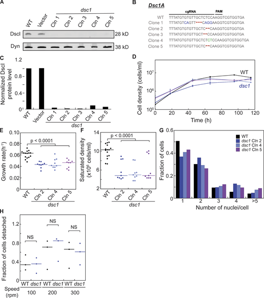Cytokinetic defects in dsc1 null mutants generated in the Ax2 background. (A)dsc1 null mutant clones generated in the Ax2 background were verified using Western analysis. Western blot showed absence of DscI protein in all dsc1 null mutant clones. Dynacortin (Dyn) is provided as a loading control. (B) Sequencing analysis confirmed mutations on the dsc1A coding genes of dsc1 mutant clones. Sequences of WT and five separate clones are presented. Nucleotide changes are shown in blue, deletions in red, and insertions in green. (C) Quantification of DscI protein level of the Western blot provided in A. Average integrated intensity of each DscI band was background-subtracted and normalized to their corresponding Dyn control band. Each value was then normalized to WT. (D) Representative growth curves showed that dsc1 null mutants in Ax2 background also display mild growth defects in suspension culture. Cell densities, as indicated, were plotted as a function of time. Growth curve for WT (vector control) cell line is shown in black and those for dsc1 null mutant clones are shown in shades of blue and purple. dsc1 mutant clone 2,4 and 5 were used for this experiment. n = 3 per growth curve, bars represent SEM. (E) Growth rates quantified during exponential growth showed mild yet significant defects in growth in different dsc1 mutant clones. Number of cells analyzed, n = 9–15 from three independent experiments. (F)dsc1 mutants generally stopped growing at a significantly lower saturated density as compared to WT control. For E and F, P values were calculated using ANOVA followed by Fisher’s LSD test. Number of cells analyzed, n = 9–15 from two independent experiments. (G) Quantification of the number of nuclei per cell when cells were 3 d in suspension culture. All dsc1 mutant clones analyzed became more multinucleated compared to WT control. n = 2 per cell line with 100–200 cells per cell line quantified per replicate. (H) Graph shows quantification of fraction of cells detaching when WT and dsc1 cells at equal densities were rotated at different speeds on 6-well non-culture-treated plates. Amount of cells detaching was normalized to the seeding cell number, and the ratio of cell detached over total cell number was determined. P values were calculated using ANOVA followed by Fisher’s LSD test. Number of samples analyzed, n = 3. Source data are available for this figure: SourceData FS1. Refer to the image caption for details.