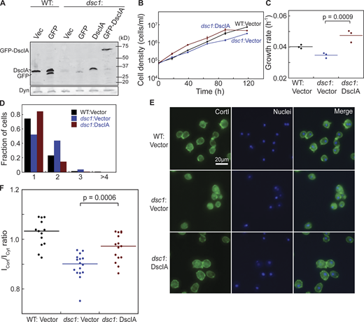 Exogenous expression of DscIA rescues cytokinetic defects of dsc1 null mutants. (A) Western analysis verified expression of exogenous DscIA and GFP-DscIA in WT and dsc1 null background (KAx3 background). (B) Representative growth curves in suspension culture revealed that exogenous expression of DscIA rescues growth defect of dsc1 null mutants. Cell densities, as indicated, were plotted as a function of time. Growth curve for WT expressing empty plasmid is shown in black; that for dsc1 null expressing empty plasmid is shown in blue with round symbols; and that for dsc1 null expressing DscIA is shown in blue with square symbols. n = 3 per growth curve, bars represent SEM. (C) Growth rates quantified during exponential growth showed an increase in growth in dsc1 null complemented cells compared to null cells. P values were calculated using ANOVA followed by Fisher’s LSD test. (D) Quantification of the number of nuclei per cell when cells were 3 d in suspension culture. (E and F) Representative confocal immunofluorescence images of WT and dsc1 mutants stained with anti-CortI (green) and Hoescht for nuclei (blue) show that expression of DscIA in dsc1 null cells restored the level of CortI at the cortex, quantified in panel F (number of cells analyzed, n = 13–16), back to WT level. P values were derived for ANOVA followed by Fisher’s LSD test. Source data are available for this figure: SourceData FS2. Refer to the image caption for details.
