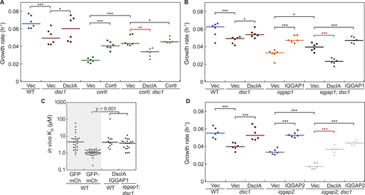 DscIA has antagonistic genetic interactions with CortI and IQGAP1 and synergistic genetic interactions with IQGAP2. (A) Quantification of growth rates during exponential growth in suspension of WT (blue), dsc1 (red) and cortI (green) single mutants, and double mutant (brown) expressing empty plasmids together with their corresponding complemented backgrounds. Expression of DscIA and CortI had opposite effects on growth of cortI; dsc1 double mutant cells. Exogenous expression of DscIA in the absence of CortI was deleterious to growth. Exogenous expression of DscIA rescued the growth defect of dsc1 null, while CortI partially rescued the growth defect of cortI null. Number of cell samples, n = 6 from two independent experiments. (B) Quantification of growth rates during exponential growth in suspension of WT (blue), dsc1 (red) and iqgap1 (orange) single mutants, and double mutant (black) expressing empty plasmids together with their corresponding complemented backgrounds. Exogenous expression of DscIA in the absence of IQGAP1, similar to that of CortI, was also deleterious to growth of iqgap1; dsc1 cells. Exogenous expression of IQGAP1 rescued growth of the double mutant cells. Number of cell samples, n = 6 from two independent experiments. (C) FCCS measurement of in vivo KD values demonstrated that DscIA and IQGAP1 do not detectably interact in the cytoplasm in either the WT or in the iqgap1; dsc1 complemented backgrounds. Positive and negative controls (shaded) in WT background are reproduced from Fig. 7 C. Compared to the negative control, the P values of the interactions in the WT background was 0.64 and in the iqgap1; dsc1-complemented background was 0.16. P values were derived from an ANOVA followed by Fisher’s LSD test. Number of cells analyzed, n = 10–30 from two independent experiments. (D) Quantification of growth rates during exponential growth in suspension of WT (blue), dsc1 (red) and iqgap2 (purple) single mutants, and double mutant (gray) expressing empty plasmids together with their corresponding complemented backgrounds. Exogenous expression of DscIA and IQGAP2 rescued the growth of iqgap2; dsc1 double mutant cells, returning growth to the single mutant levels. All growth rate values in these experiments are detailed in Table S2. All P values were derived by ANOVA followed by Fisher’s LSD test (*, P < 0.05; **, P < 0.001; ***, P < 0.0001). Number of cell samples, n = 6 from two independent experiments. Refer to the image caption for details.