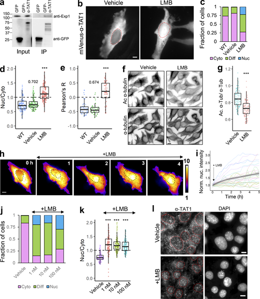 α-TAT1 undergoes Exp1 mediated nuclear export. (a–l) (a) Coimmunoprecipitation of endogenous Exp1 with GFP-α-TAT1 (molecular weights in kD are indicated); (b) intracellular distribution of mVenus-α-TAT1 with vehicle (EtOH) and 100 nM LMB treatment; nuclei are indicated in red dotted lines; (c) categorical analysis (WT: 263, vehicle: 300, LMB: 255 cells); (d) ratiometric analysis (WT: 125, vehicle: 116, LMB: 163 cells) and (e) colocalization analysis (WT: 55, vehicle: 54, LMB: 52 cells) of mVenus-α-TAT1 localization with vehicle and LMB treatment; (f) immunofluorescence images showing acetylated and total α-tubulin in HeLa cells with vehicle or LMB treatment; (g) ratio of acetylated to total α-tubulin with vehicle or LMB treatment (vehicle:120, LMB: 130 cells); (h) changes in intracellular localization of mVenus-α-TAT1 on LMB treatment; (i) changes in nuclear intensity of mVenus-α-TAT1 on LMB treatment (black line shows the mean and gray line indicate the 95% confidence interval; n = 26); (j) categorical analysis (vehicle: 274, LMB 1 nM: 329, LMB 10 nM: 291, LMB 100 nM: 295 cells) and (k) ratiometric analysis of mVenus-α-TAT1 localization on vehicle (103) or LMB treatment (1 nM: 121, 10 nM: 122 and 100 nM: 103 cells); (l) immunostaining with anti–α-TAT1 antibody showing intracellular localization of endogenous α-TAT1 in MEF cells on treatment with vehicle (EtOH) or 100 nM LMB; red dotted lines outline nuclei as identified by DAPI. Scale bar = 10 µm. ***, P < 0.001 or as shown, Student’s t test. For categorical analyses, Nuc: Nucleus enriched, Diff: Diffused, Cyto: Cytosolic. Source data are available for this figure: SourceData F2.