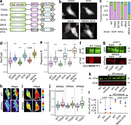 α-TAT1 has a C-terminal phospho-inhibited NLS. (a–l) (a) Cartoon showing α-TAT1 mutant design (S: S315 residue, T: T322 residue, A: Alanine, p: phosphate moiety); (b) intracellular distribution of mVenus-α-TAT1 mutants as indicated; nuclei are outlined in red dotted lines; (c) categorical analysis (WT: 212, T322A: 246, S315A: 197, ST/A: 190, ΔNLS: 163, NES/A, ST/A: 186 cells); (d) ratiometric analysis (WT: 135, T322A: 170, S315A: 146, ST/A: 137, ΔNLS: 162, NES/A, ST/A: 195 cells) and (e) colocalization analysis (WT: 63, T322A: 54, S315A: 53, ST/A: 51, ΔNLS: 51, NES/A, ST/A: 55 cells) of intracellular localization of mVenus-α-TAT1 mutants; (f) Western blot showing staining with anti-GFP and anti-RRXS*/T* antibodies in HEK cells with exogenous expression of GFP-α-TAT1 and GFP-α-TAT1(T322A); (g) coimmunoprecipitation assay of mCherry-KPNA2 with GFP- α-TAT1 and GFP-α-TAT1(T322A); (h) images showing changes in TIRF intensity in Chemically induced dimerization based protein–protein interaction assay for mCherry-KPNA2 with mVenus-FKBP-α-TAT1 and (i) mVenus-FKBP-α-TAT1(T322A), Rapa: Rapamycin; (j) normalized corecruitment levels of indicated baits of mCherry-KPNA2 (WT: 36, T322A: 51), mCherry-KPNA4 (WT: 32, T322A: 33); and mCherry-KPNA6 (WT: 21, T322A: 40); (k) Western blot showing acetylated α-tubulin and α-tubulin levels in WT and α-TAT1-KO MEFS, and KOs rescued with mVenus or indicated mVenus- α-TAT1 mutants; (l) relative acetylation of α-Tubulin in WT and α-TAT1-KO MEFs, and KOs rescued with mVenus or indicated mVenus-α-TAT1 mutants; values from two Western blots (indicated by different colours) were normalized to WT MEF in each. Scale bar = 10 µm, ***, P < 0.001 or as shown, Student’s t test. For categorical analyses, Nuc: Nucleus enriched, Diff: Diffused, Cyto: Cytosolic. For f, g, and k, molecular weights in kD are indicated. Source data are available for this figure: SourceData F4.