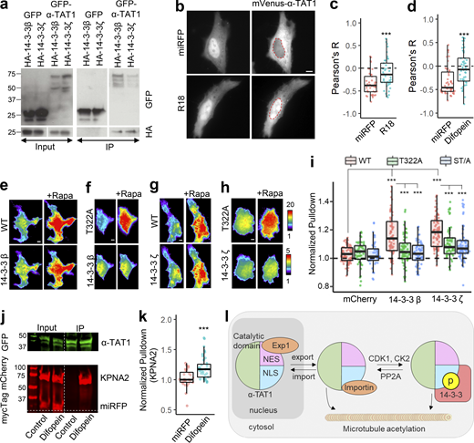 14-3-3 proteins interact with α-TAT1 through T322. (a–k) Coimmunoprecipitation of GFP-α-TAT1 with HA-14-3-3β and HA-14-3-3ζ proteins; (b) intracellular distribution of mVenus-α-TAT1 in cells coexpressing miRFP703 or miRFP703-14-3-3i; nuclei are outlined in red dotted lines; (c) colocalization analysis of mVenus-α-TAT1 in cells coexpressing miRFP703 (45 cells) or miRFP703-R18 (45 cells); (d) colocalization analysis of mVenus-α-TAT1 in cells coexpressing myc-miRFP703 (55 cells) or myc-miRFP703-Difopein (52 cells); (e) images showing changes in TIRF intensity in CID based protein–protein interaction assay for mCherry-14-3-3β with mVenus-FKBP-α-TAT1 and (f) mVenus-FKBP-α-TAT1(T322A), (g) mCherry-14-3-3ζ with mVenus-FKBP-α-TAT1 or with (h) mVenus-FKBP-α-TAT1(T322A), Rapa: Rapamycin; (i) normalized corecruitment levels by indicated baits of mCherry (α-TAT1: 79, T322A: 45, ST/A: 49), mCherry-14-3-3ζ (α-TAT1: 70, T322A: 58, ST/A: 79; complete panel: Fig. S5 a); (j) coimmunoprecipitation of KPNA2 with GFP-α-TAT1 coexpressed with myc-miRFP703 or myc-miRFP703-Difopein in HEK cells (molecular weights in kD are indicated); (k) normalized corecruitment levels of mCherry-KPNA2 by mVenus-FKBP-α-TAT1 in cells coexpressing myc-miRFP703(27) or myc-miRFP703-Difopein(39) (complete panel: Fig. S5 d); (l) proposed model of spatial regulation of α-TAT1 function (p: phosphate moiety). Scale bar = 10 µm. ***, P < 0.001 or as shown, Student’s t test. Source data are available for this figure: SourceData F6.
